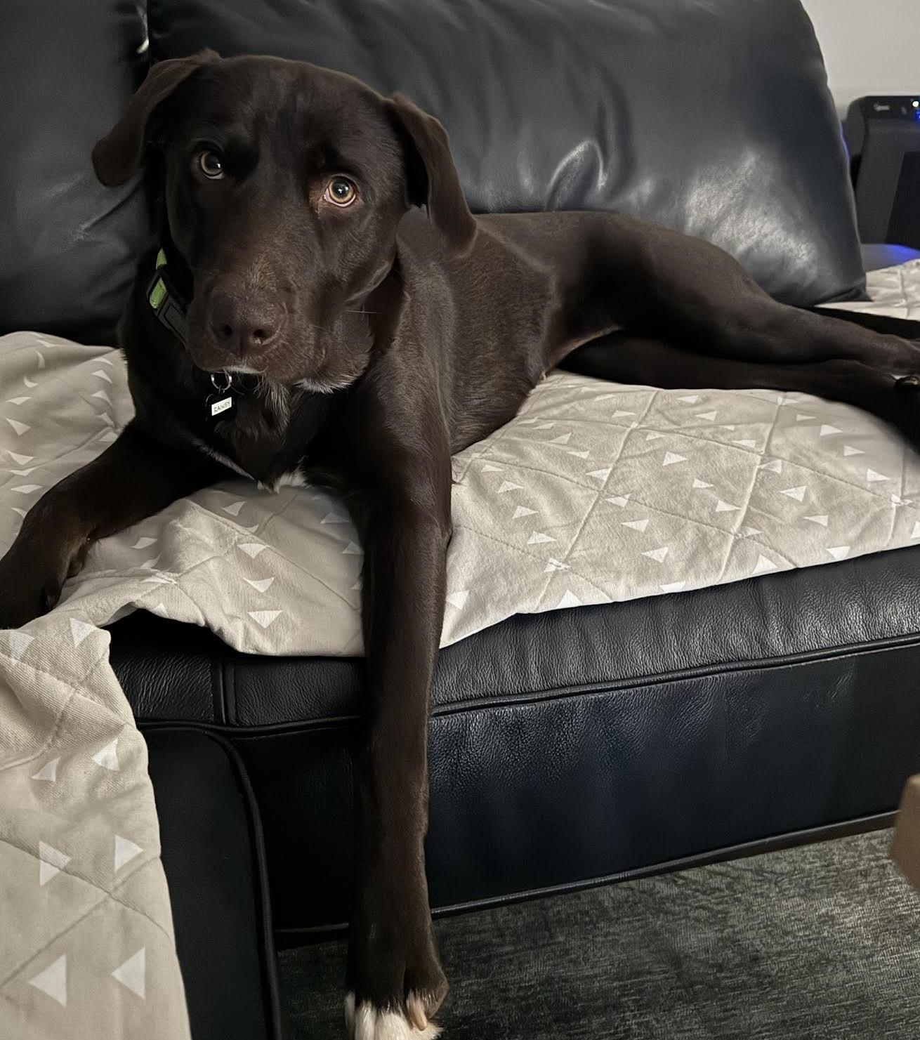 Rainey, a Adoptable mixed breed in Cumming, GA image 5/6