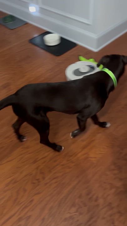 Enlarge Rainey, a Adoptable mixed breed in Cumming, GA video 6/6