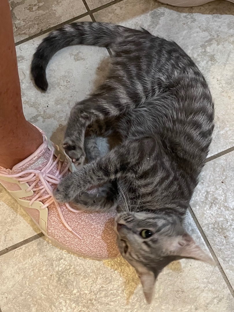 Enlarge Tiny Dancer, a Adoptable mixed breed in Tifton, GA image 1/4