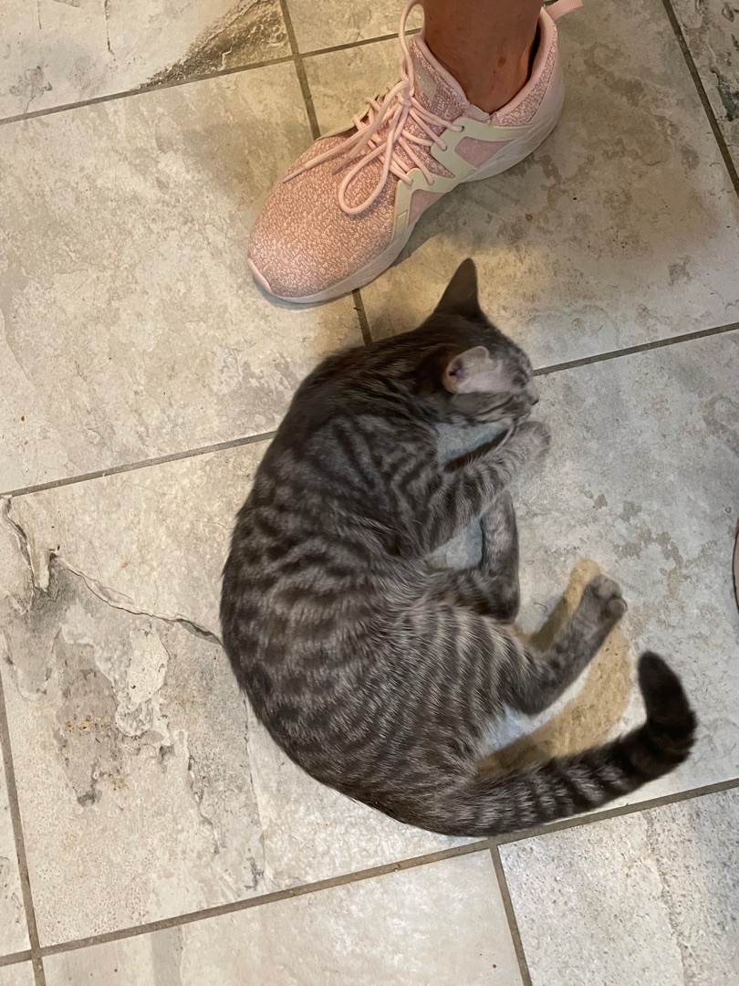 Enlarge Tiny Dancer, a Adoptable mixed breed in Tifton, GA image 2/4