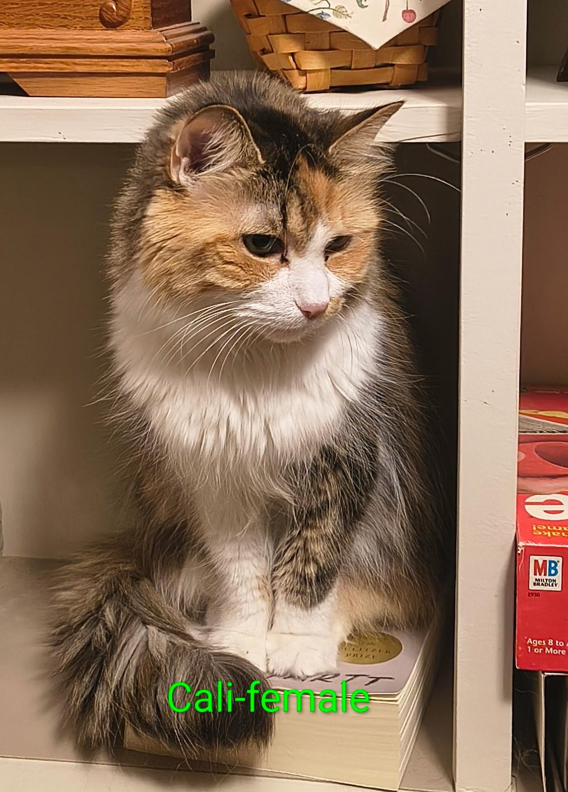 Enlarge Calli/buddy, a Adopted Calico in Marlette, MI image 1/2