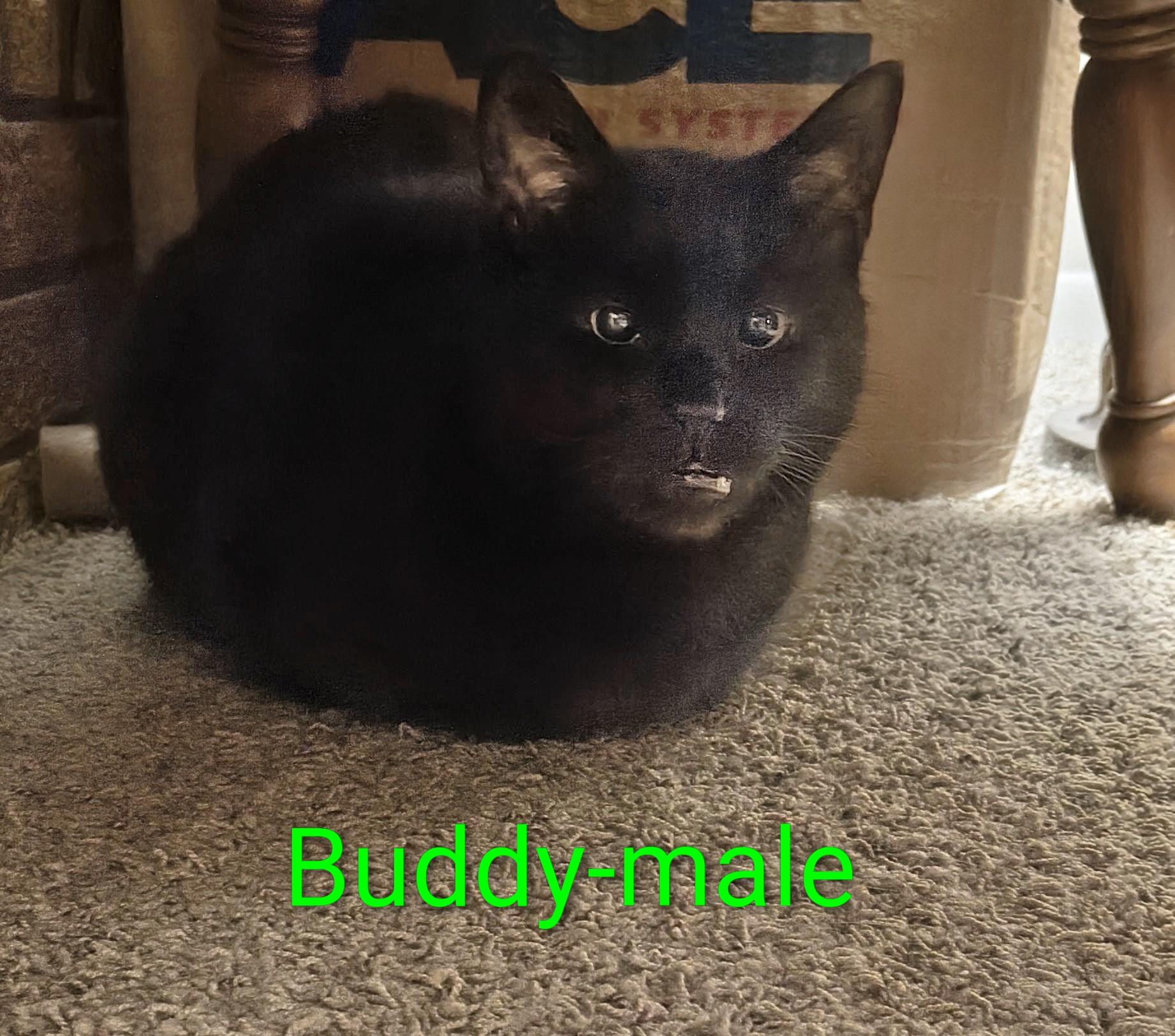 Enlarge Calli/buddy, a Adopted Calico in Marlette, MI image 2/2