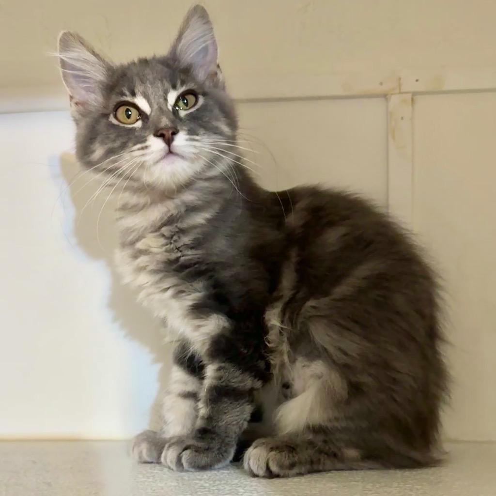 Tootsie, a Adoptable mixed breed in Cambria, CA image 1/3