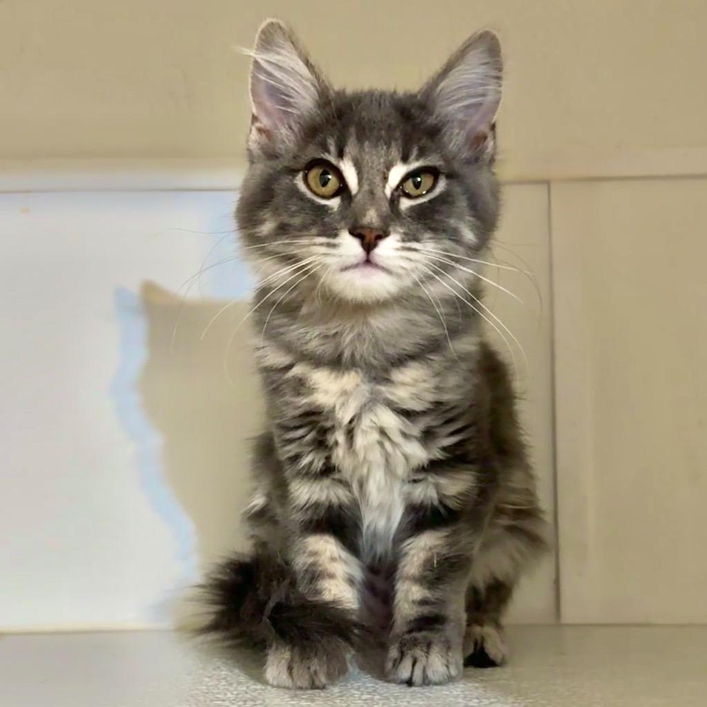 Tootsie, a Adoptable mixed breed in Cambria, CA image 2/3