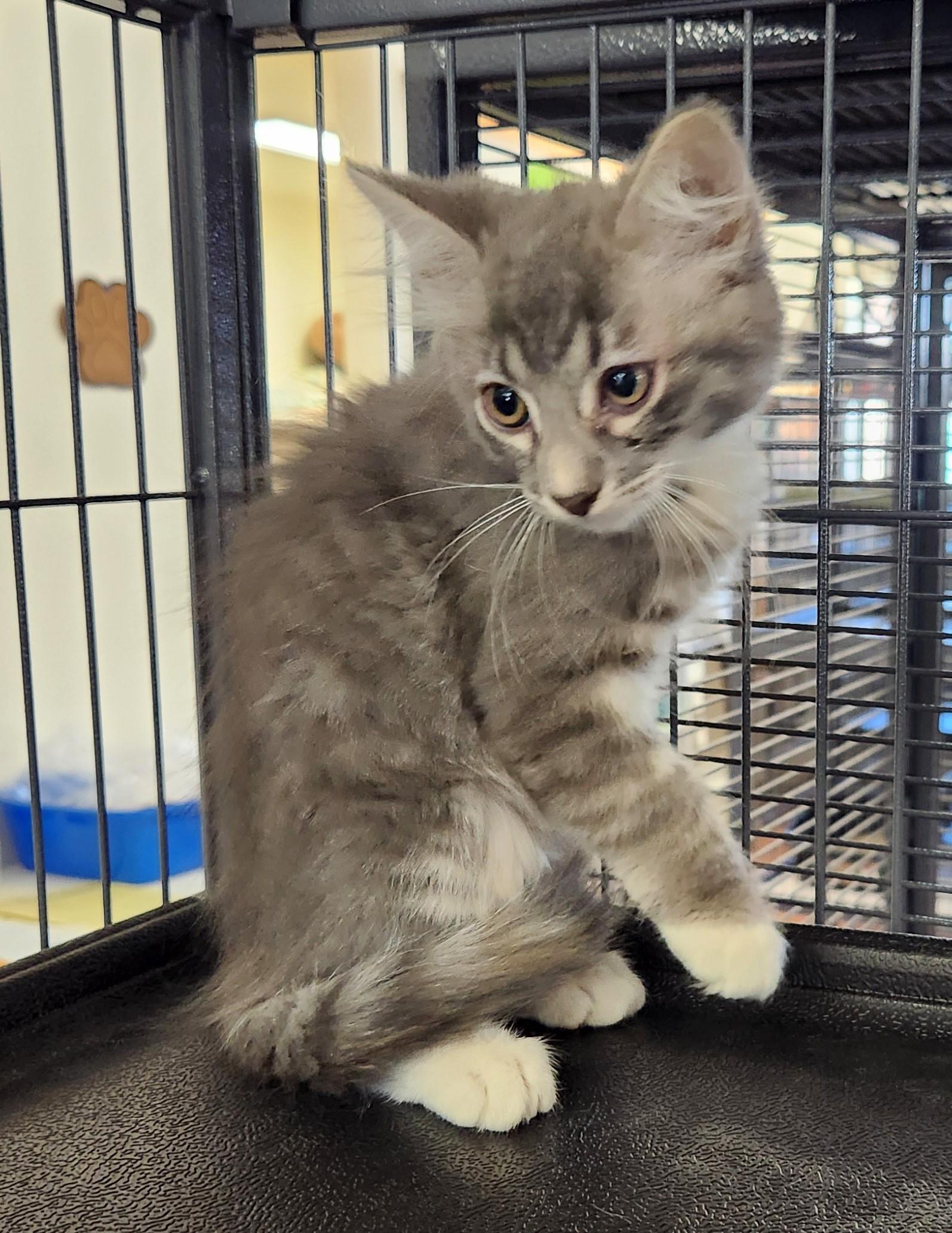 Natalie, Adoptable, Kitten Female Domestic Short Hair.