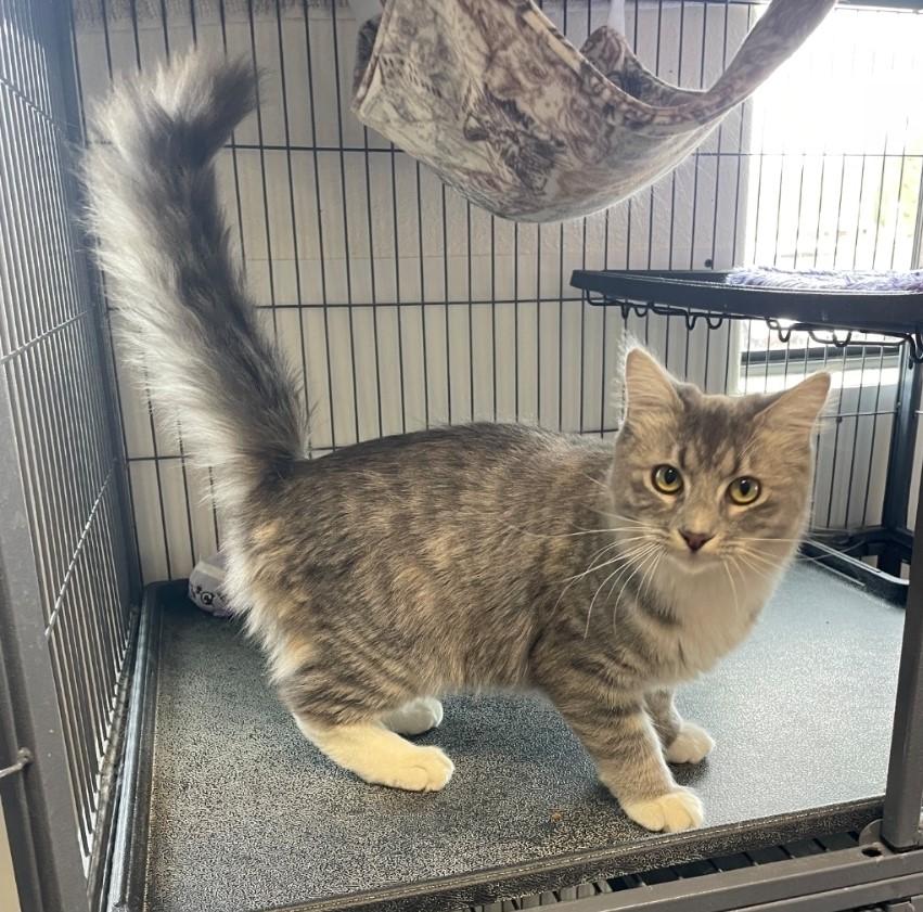 Natalie, Adoptable, Young Female Domestic Short Hair.