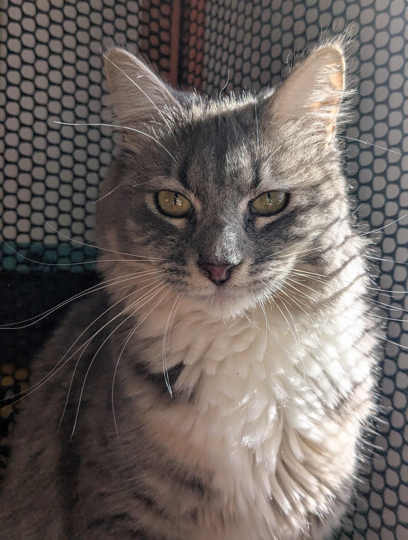 Natalie, Adoptable, Young Female Domestic Short Hair.