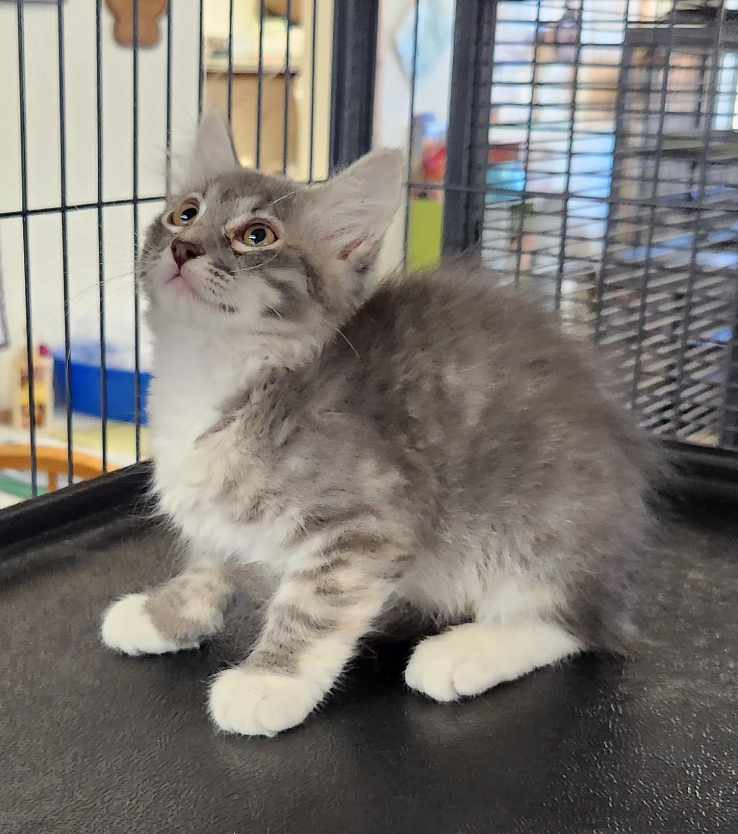 Natalie, a Adoptable Domestic Short Hair in Yarnell, AZ image 2/3