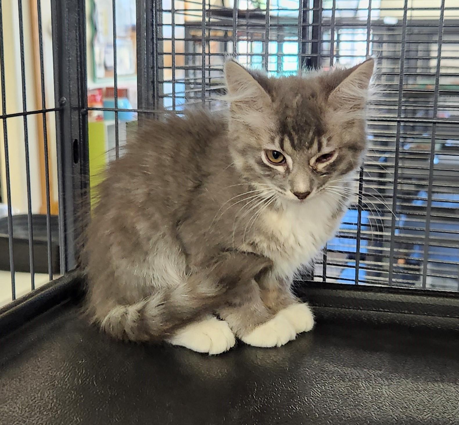 Natalie, a Adoptable Domestic Short Hair in Yarnell, AZ image 3/3