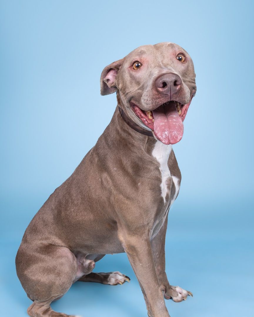 Hunter, a Adoptable mixed breed in Dallas, TX image 1/5