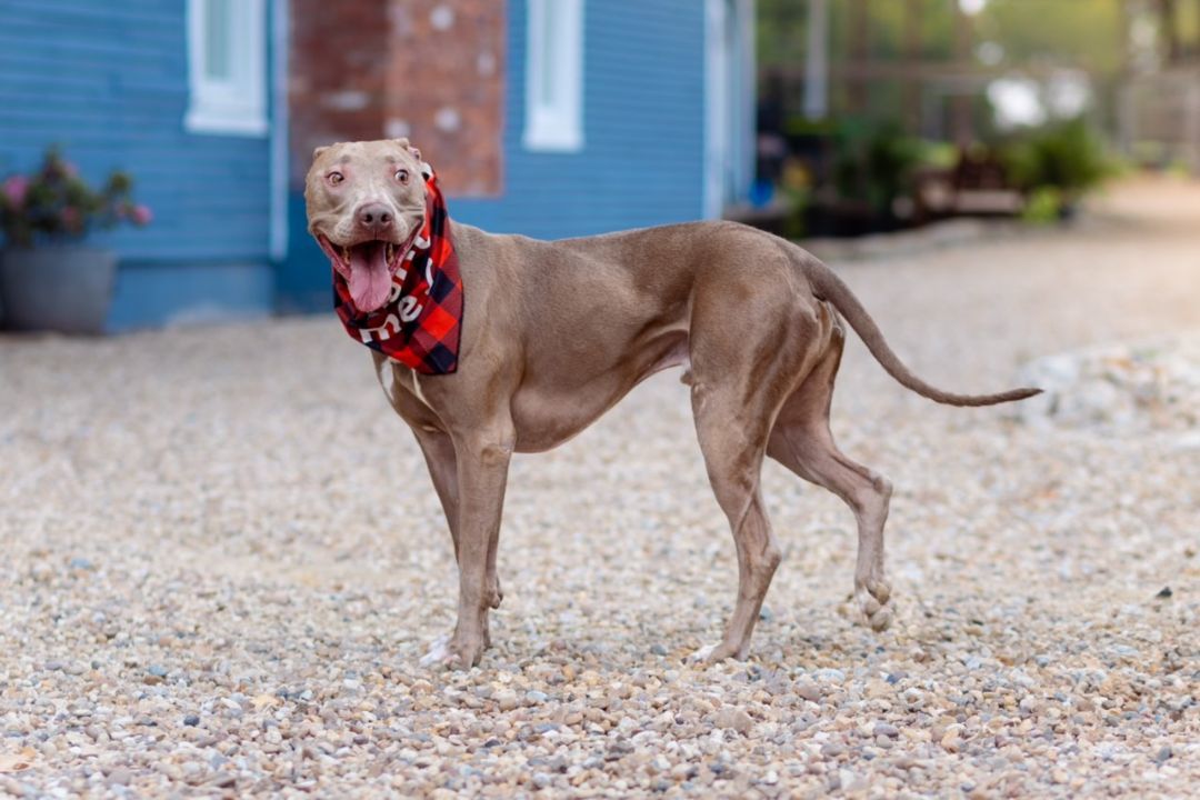 Hunter, a Adoptable mixed breed in Dallas, TX image 2/5