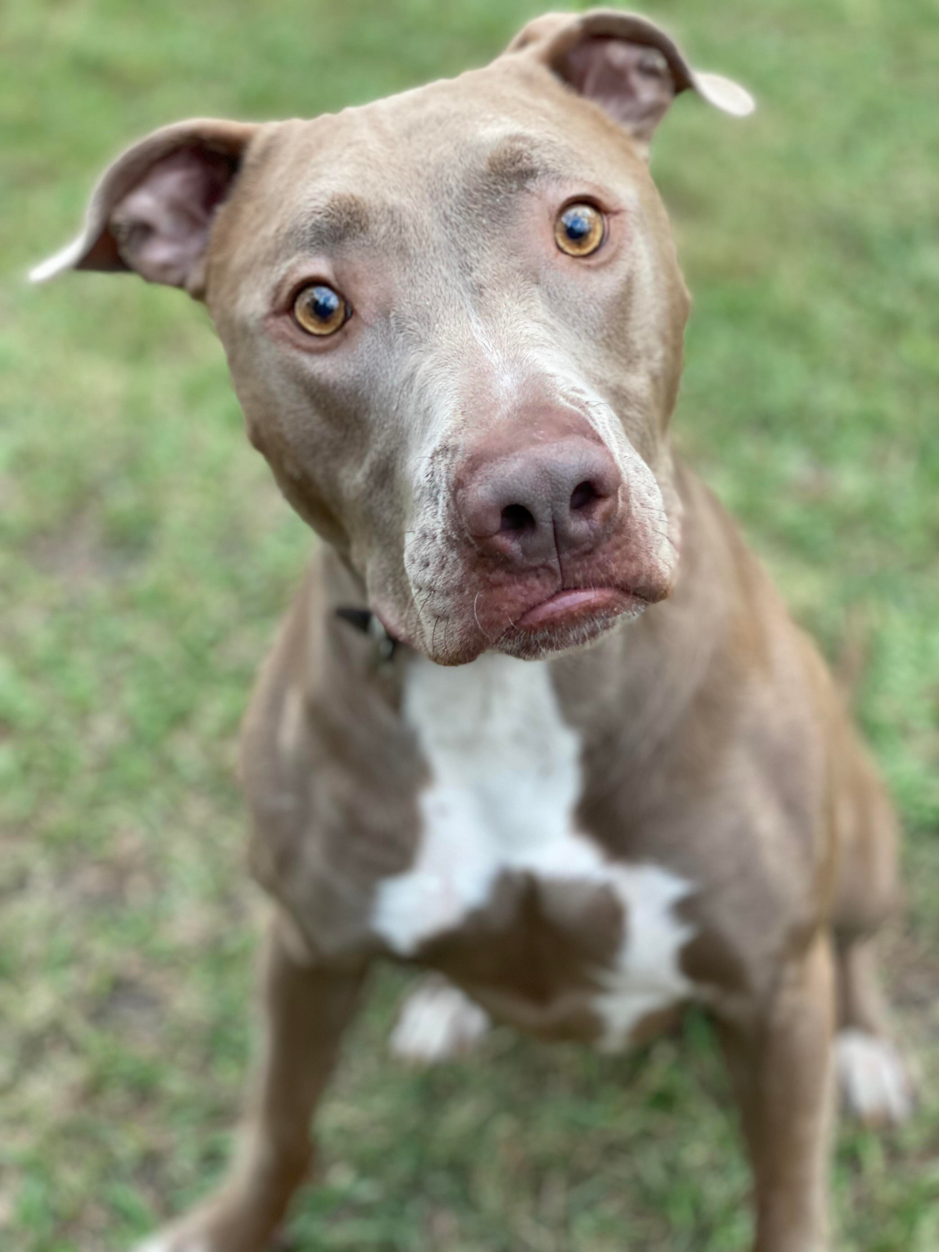 Hunter, a Adoptable mixed breed in Dallas, TX image 3/5