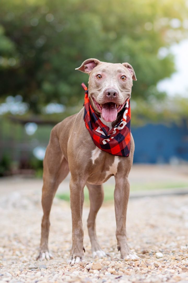 Hunter, a Adoptable mixed breed in Dallas, TX image 4/5