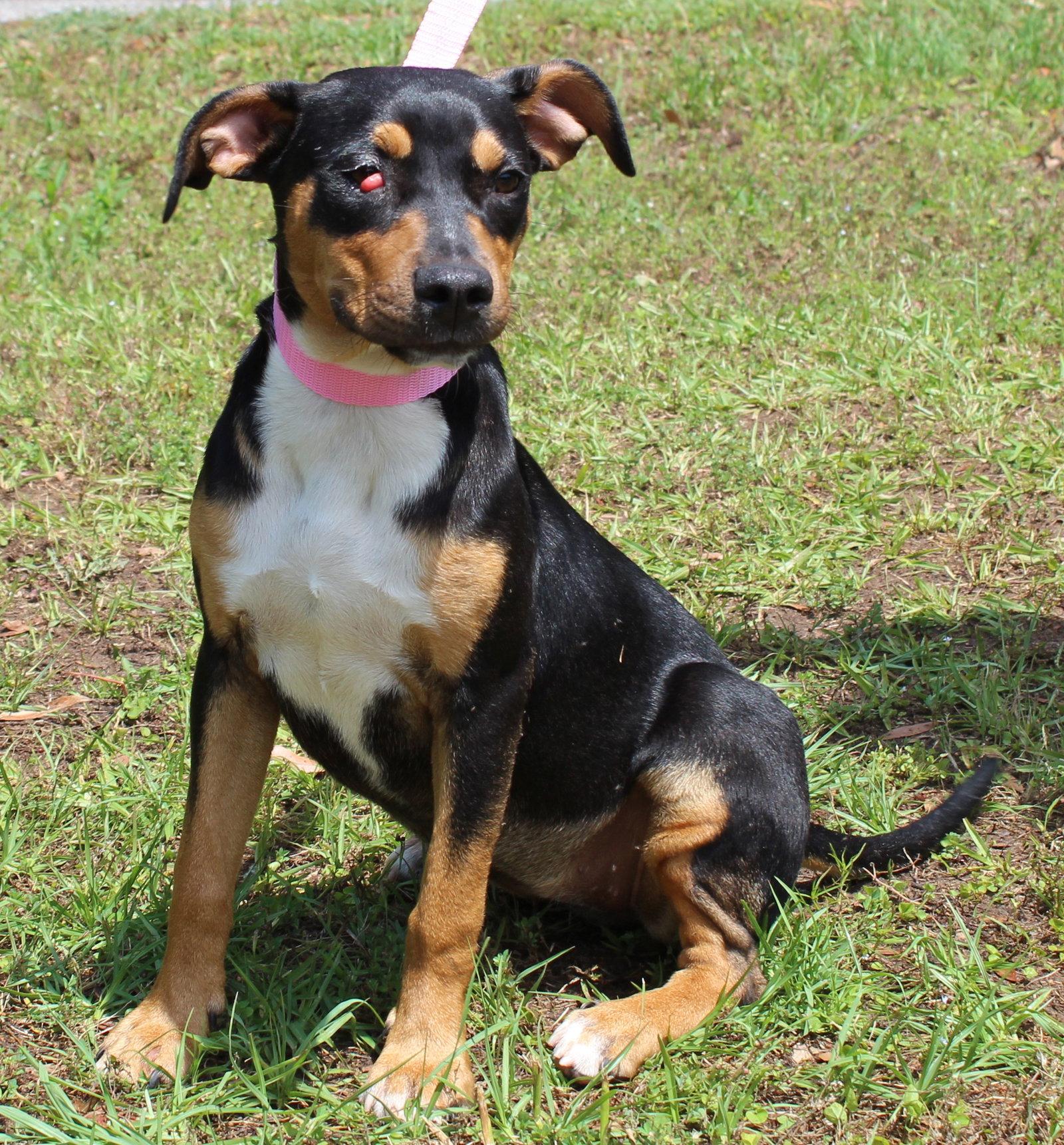 Enlarge Daisy 43464, a Adoptable Shepherd in Prattville, AL image 1/3