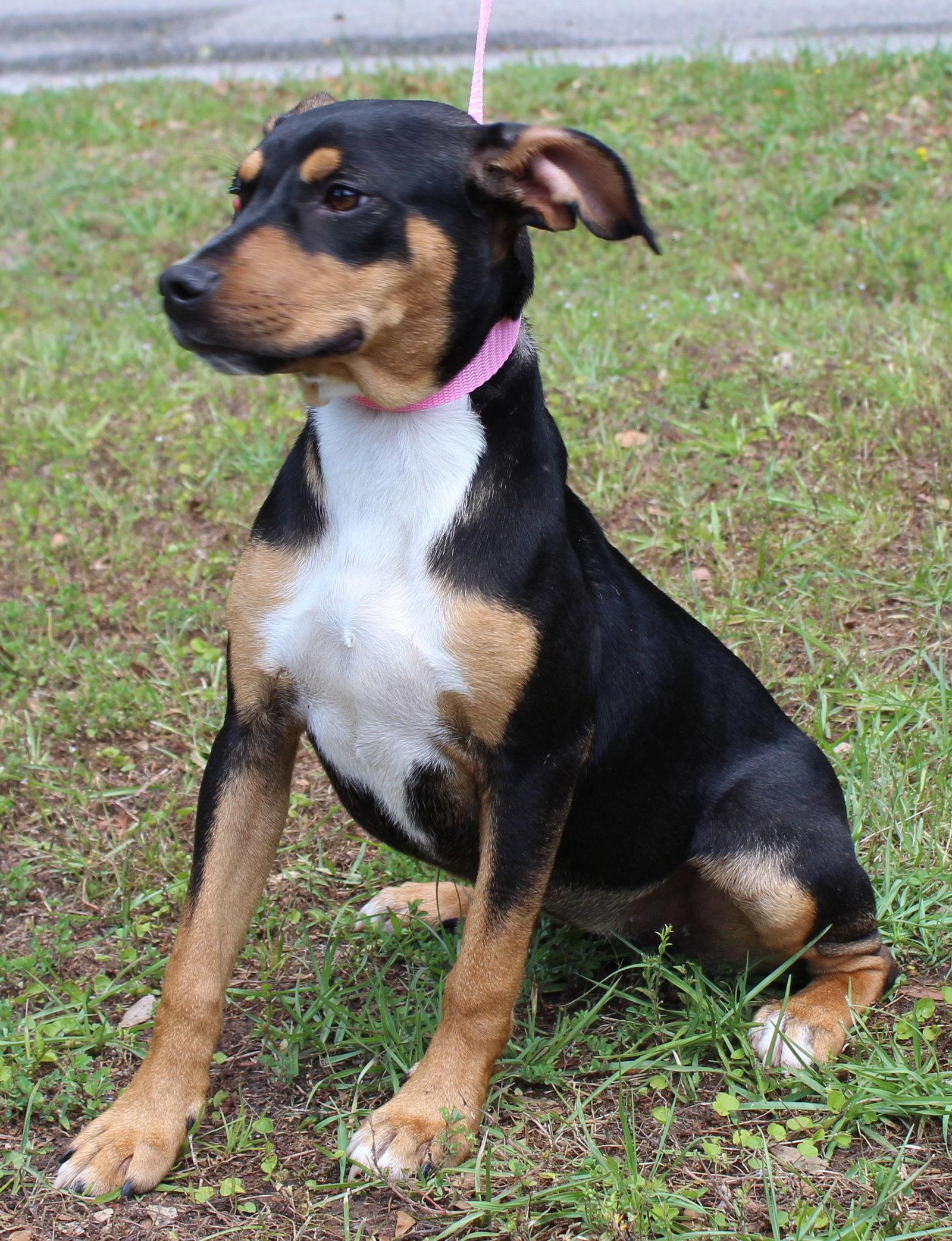 Enlarge Daisy 43464, a Adoptable Shepherd in Prattville, AL image 2/3