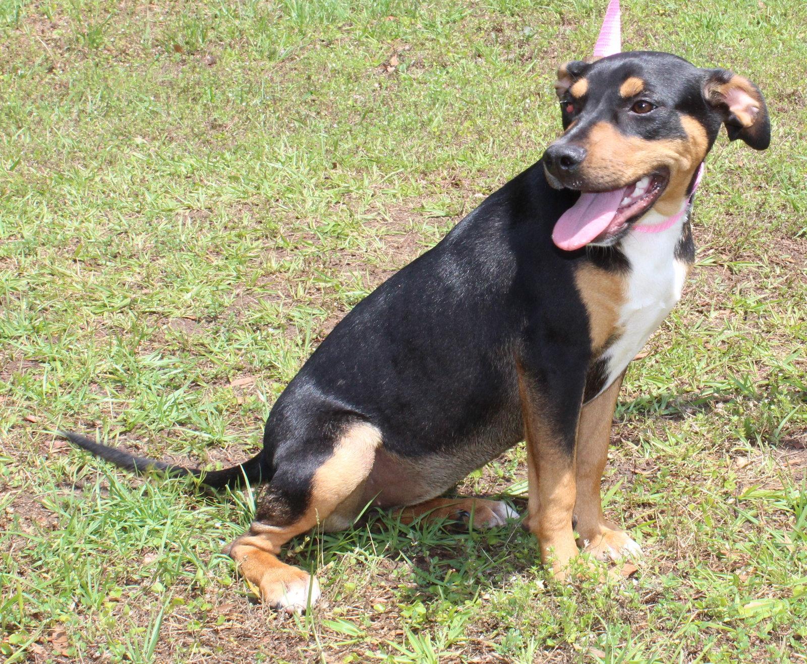Enlarge Daisy 43464, a Adoptable Shepherd in Prattville, AL image 3/3