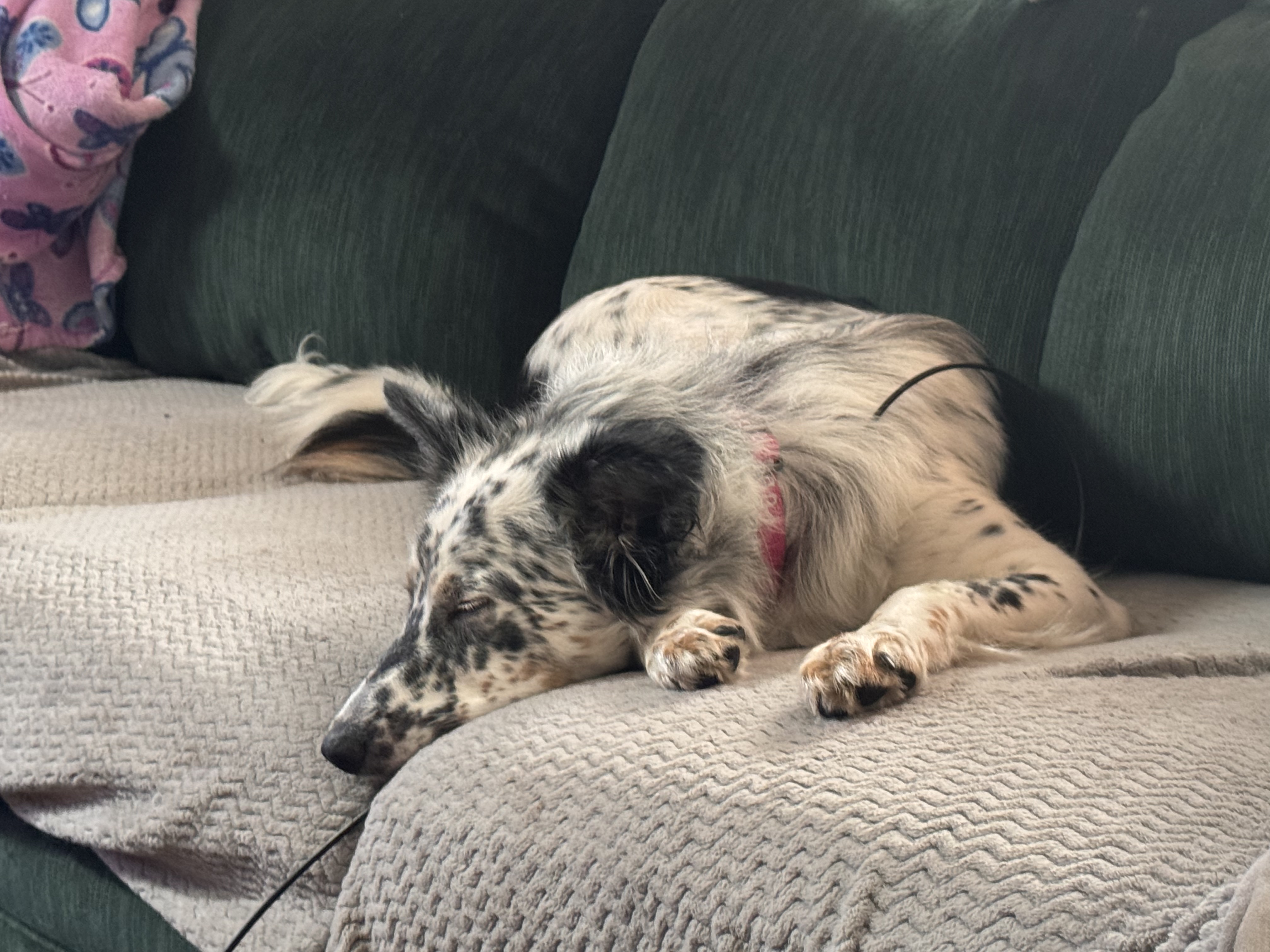 Viktoria, Adopted, Adult Female Border Collie.