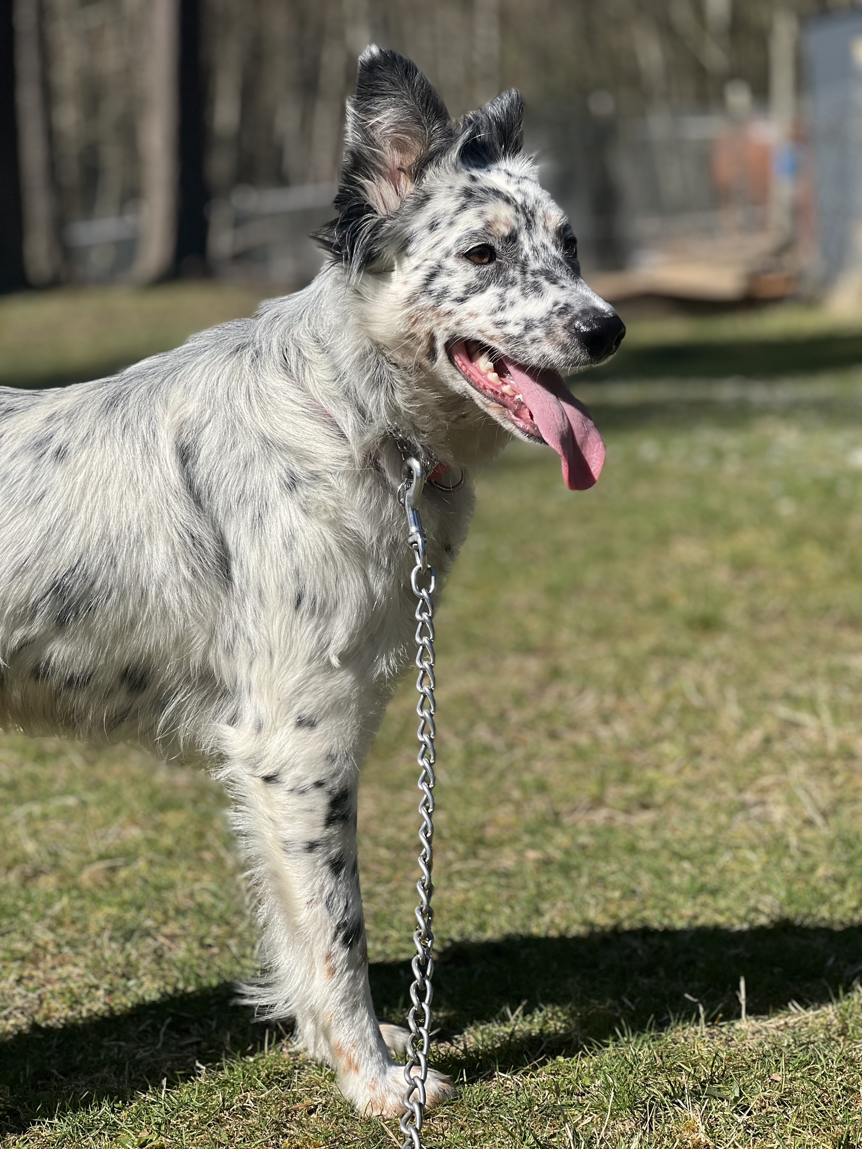 Enlarge Viktoria, a Adopted Border Collie in Seahurst, WA image 3/4