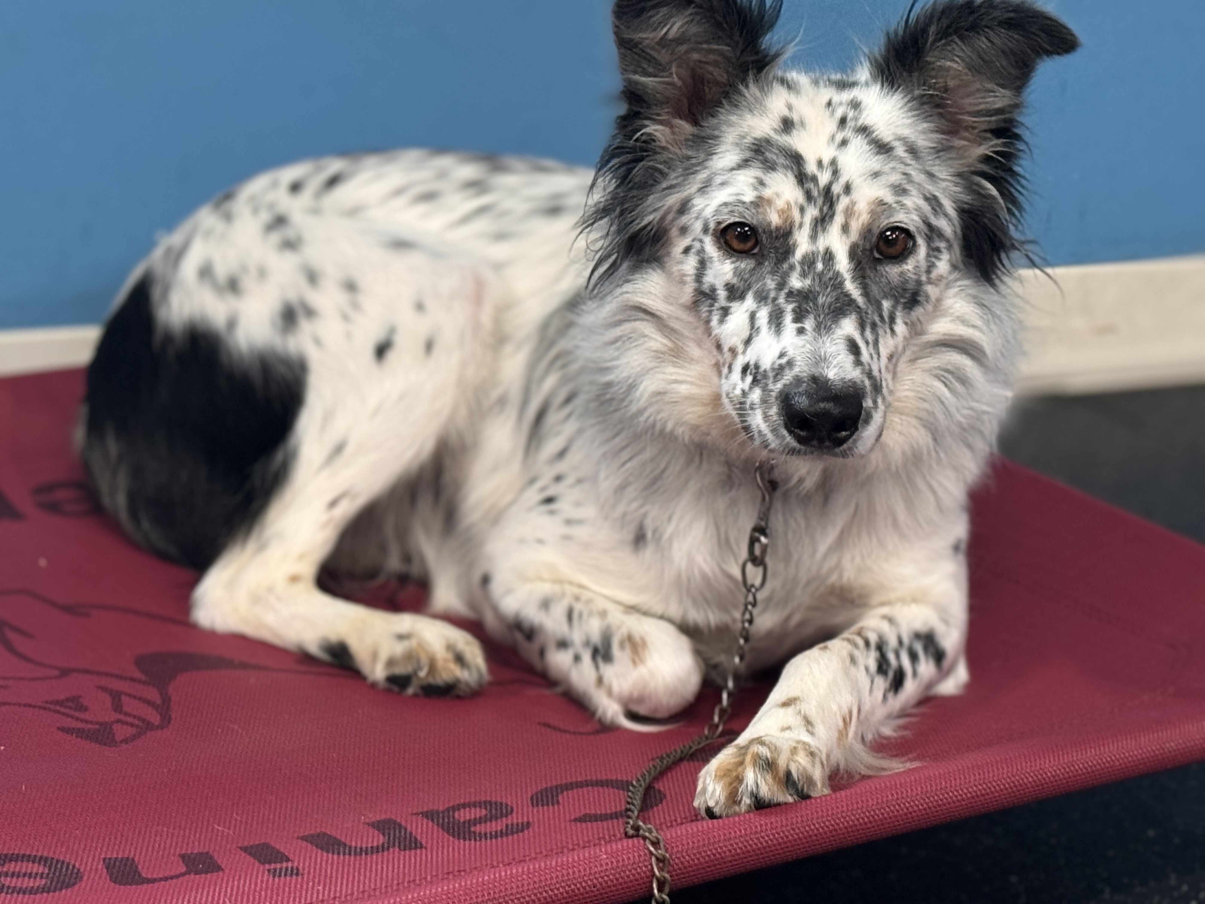 Viktoria, Adopted, Adult Female Border Collie.