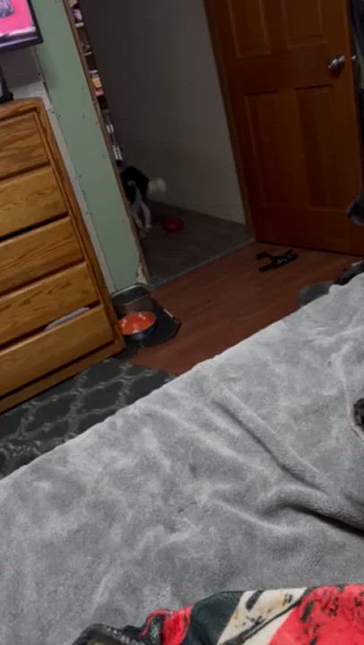 Enlarge Viktoria, a Adopted Border Collie in Seahurst, WA video 4/4