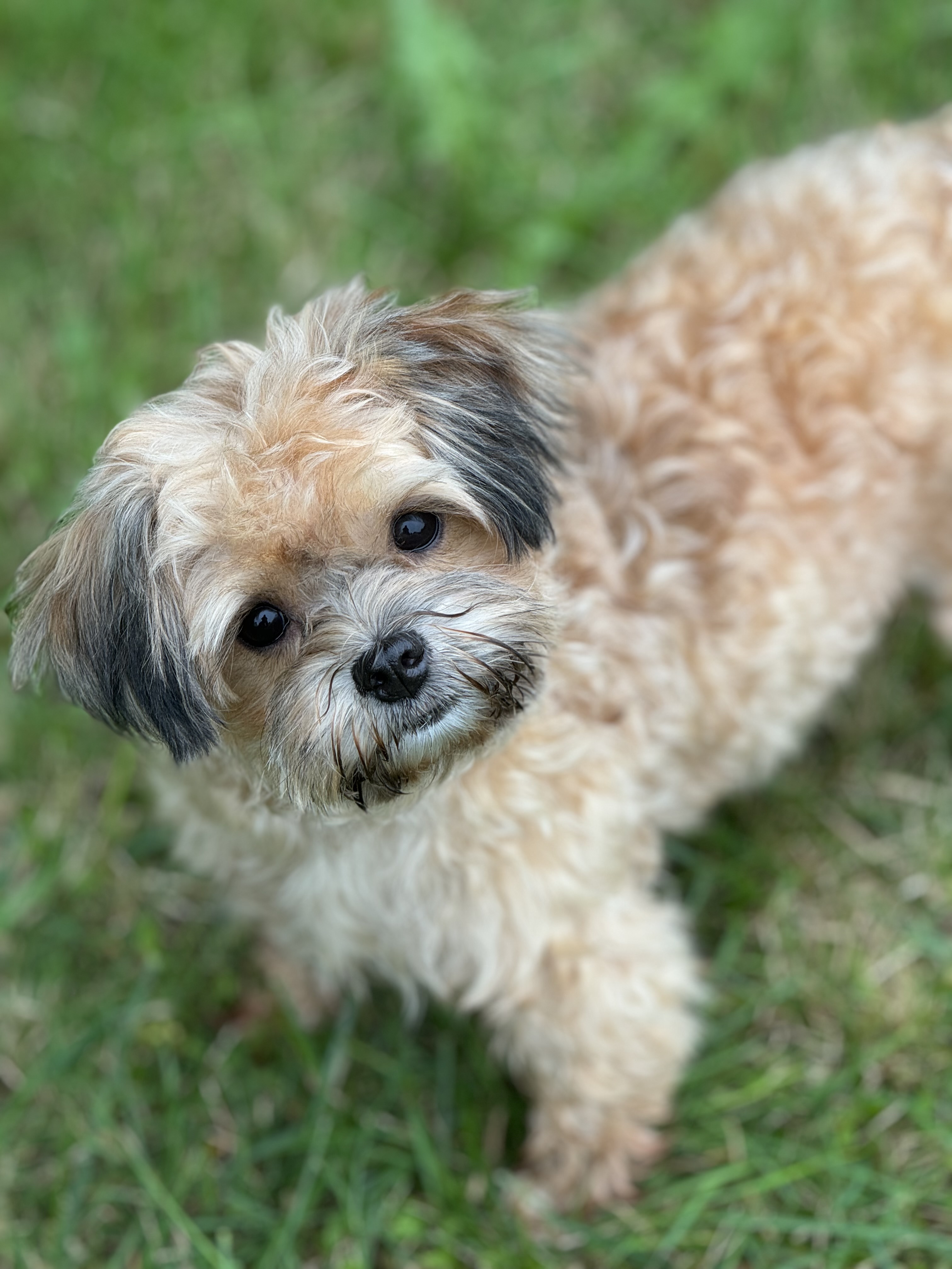 Enlarge Annie, a Adopted mixed breed in Surrey, BC image 6/6