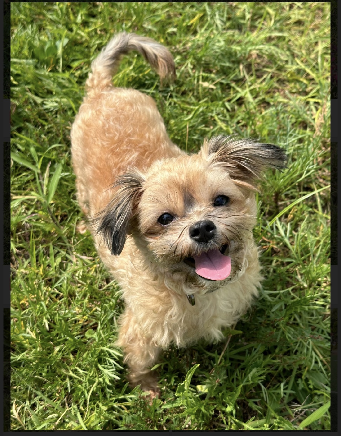 Enlarge Annie, a Adopted mixed breed in Surrey, BC image 1/6