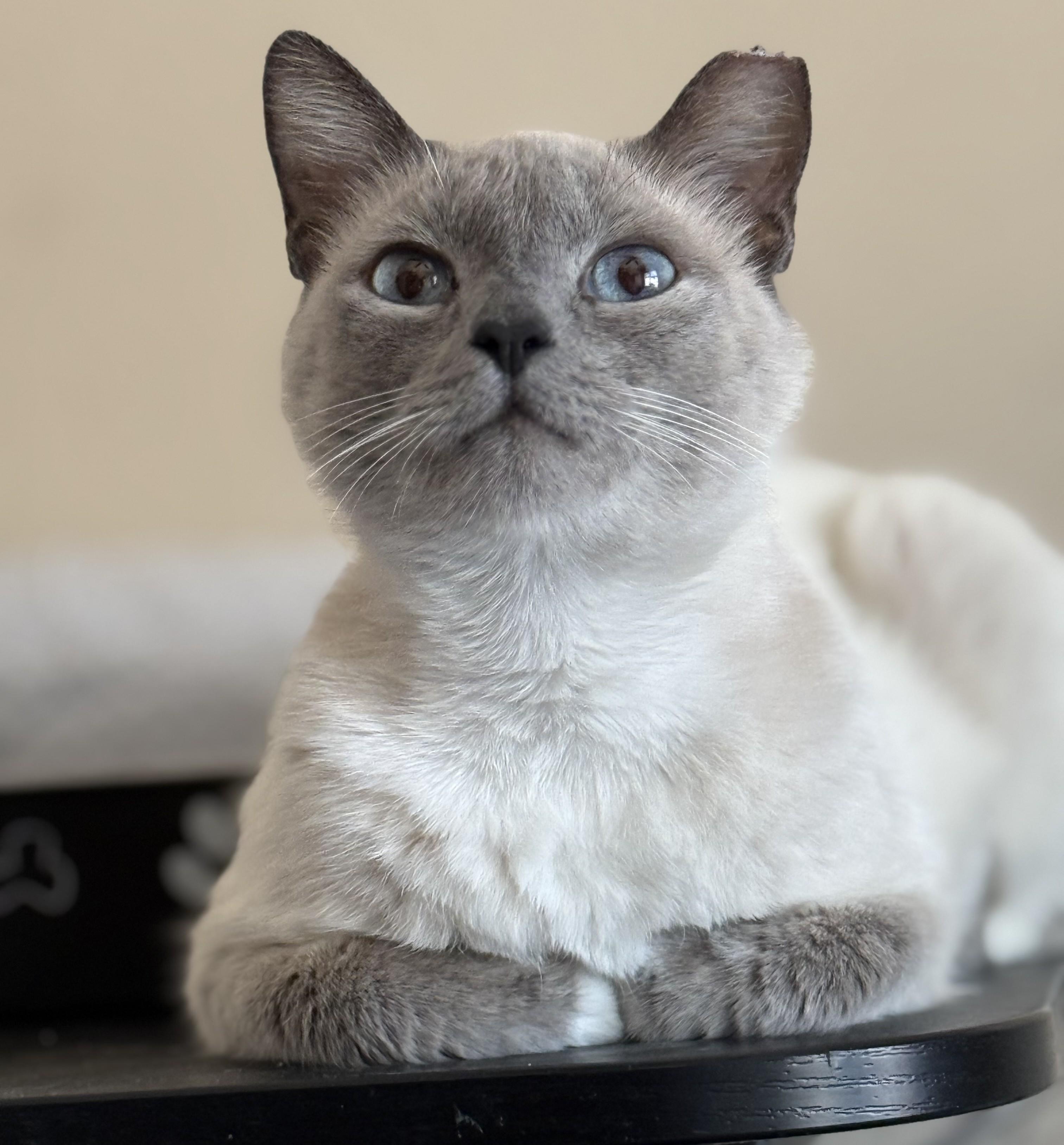 Enlarge Billie, a Adopted Snowshoe in Phoenix, AZ image 4/4