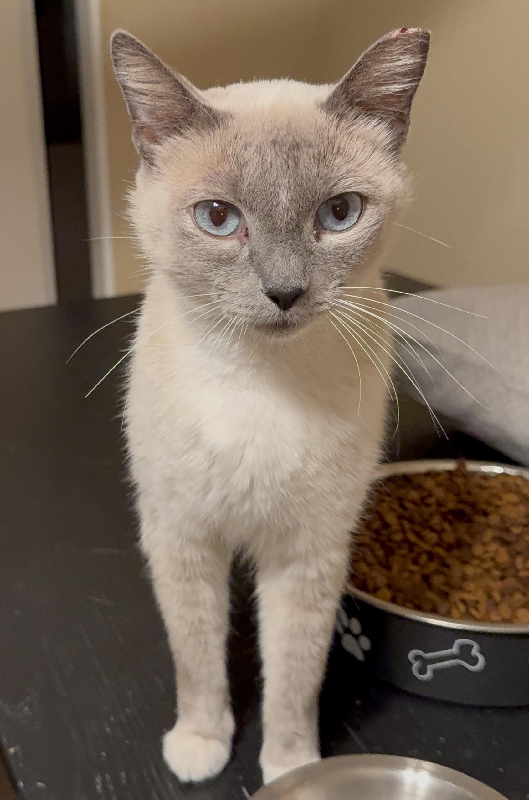 Billie, Adopted, Young Female Snowshoe.
