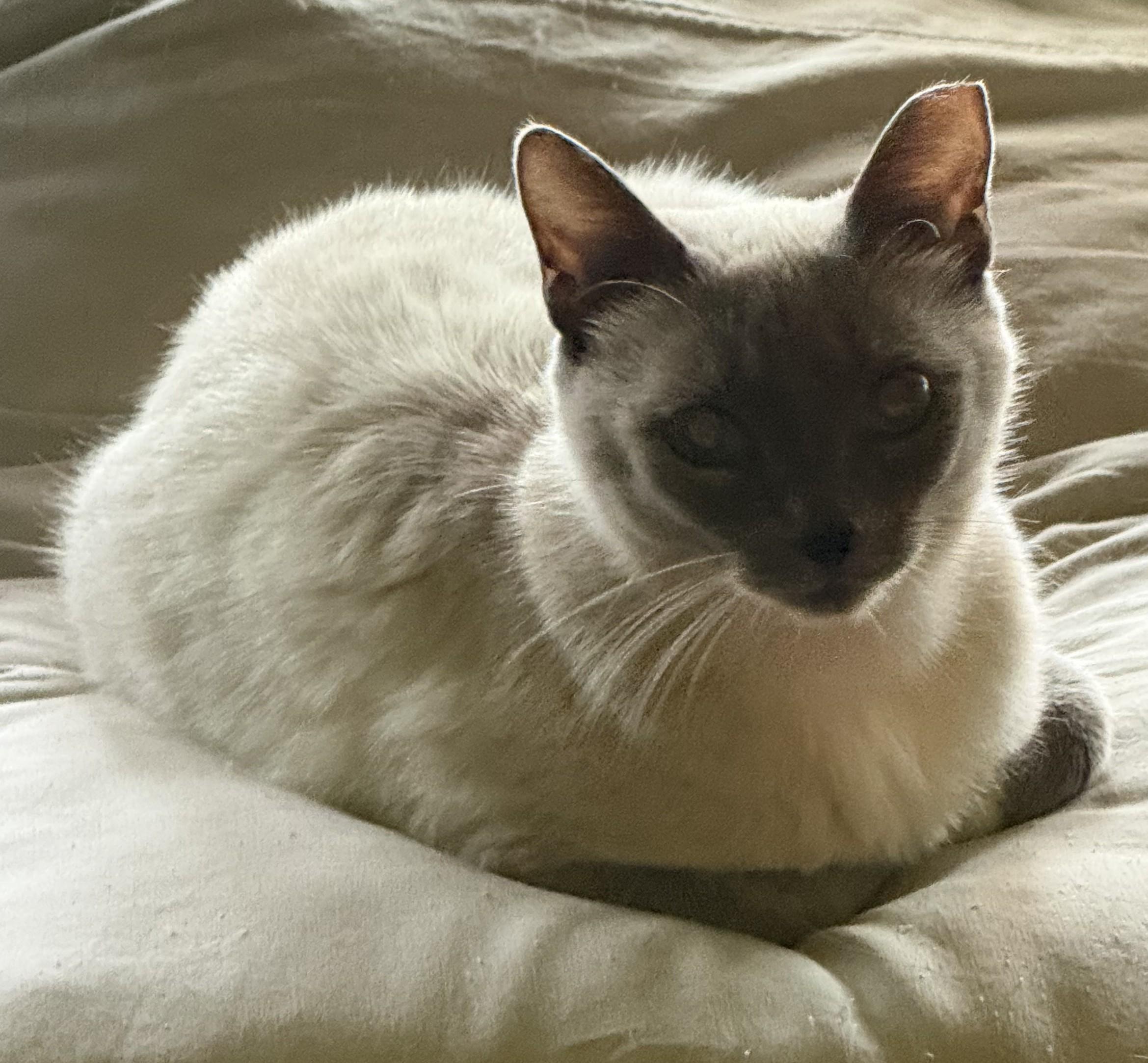 Enlarge Billie, a Adopted Snowshoe in Phoenix, AZ image 3/4