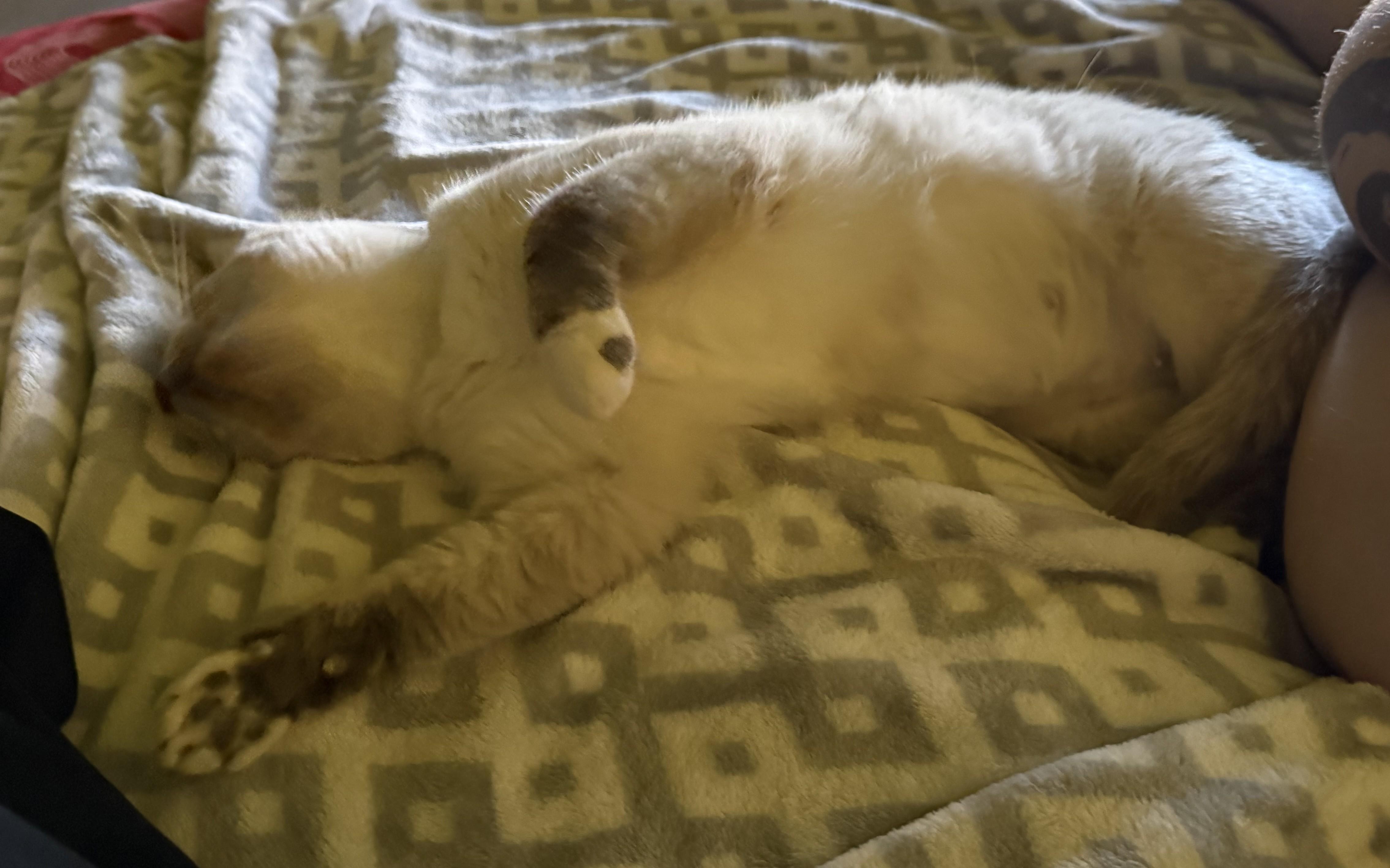 Enlarge Billie, a Adopted Snowshoe in Phoenix, AZ image 2/4