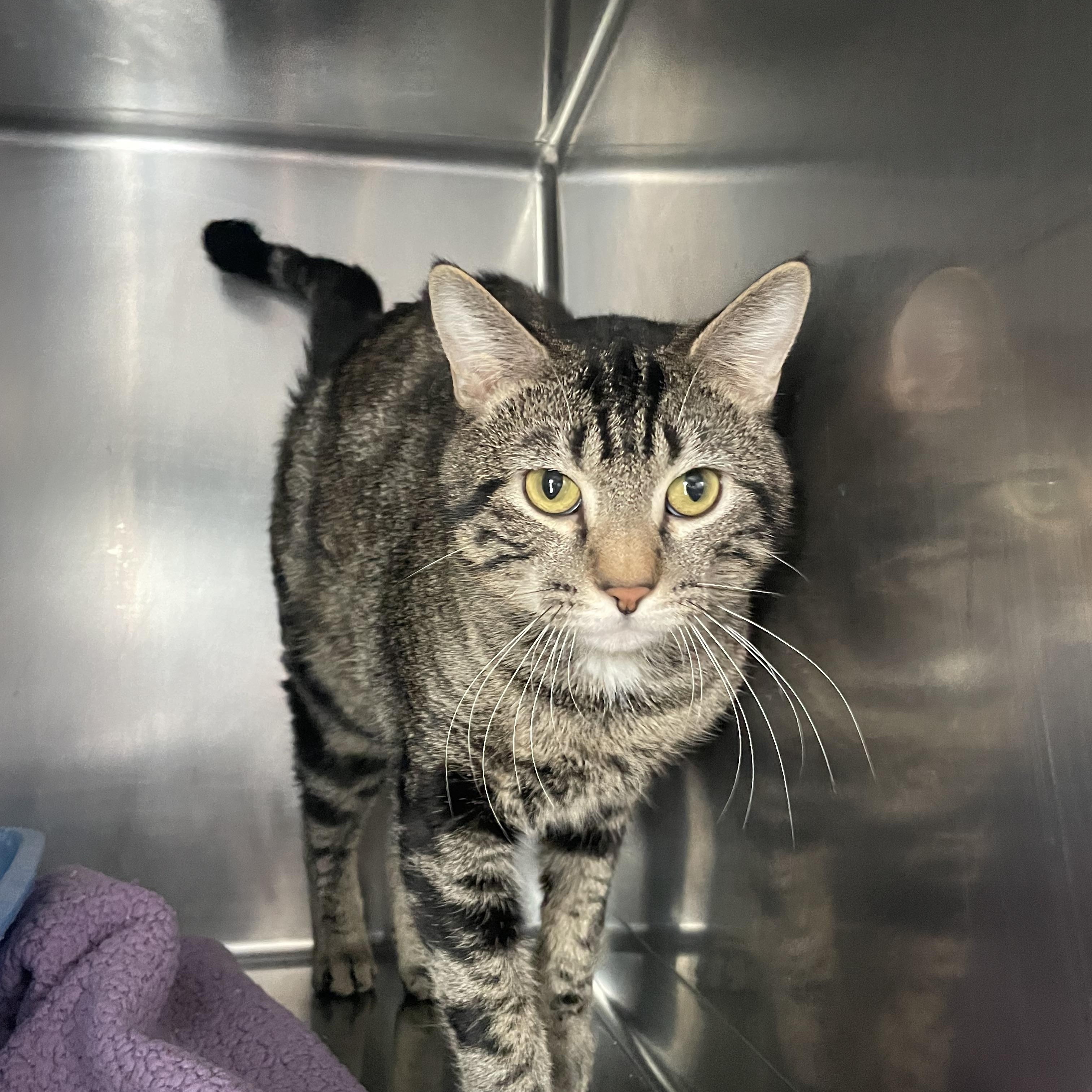 Daryl, Adoptable, Adult Male Domestic Short Hair.