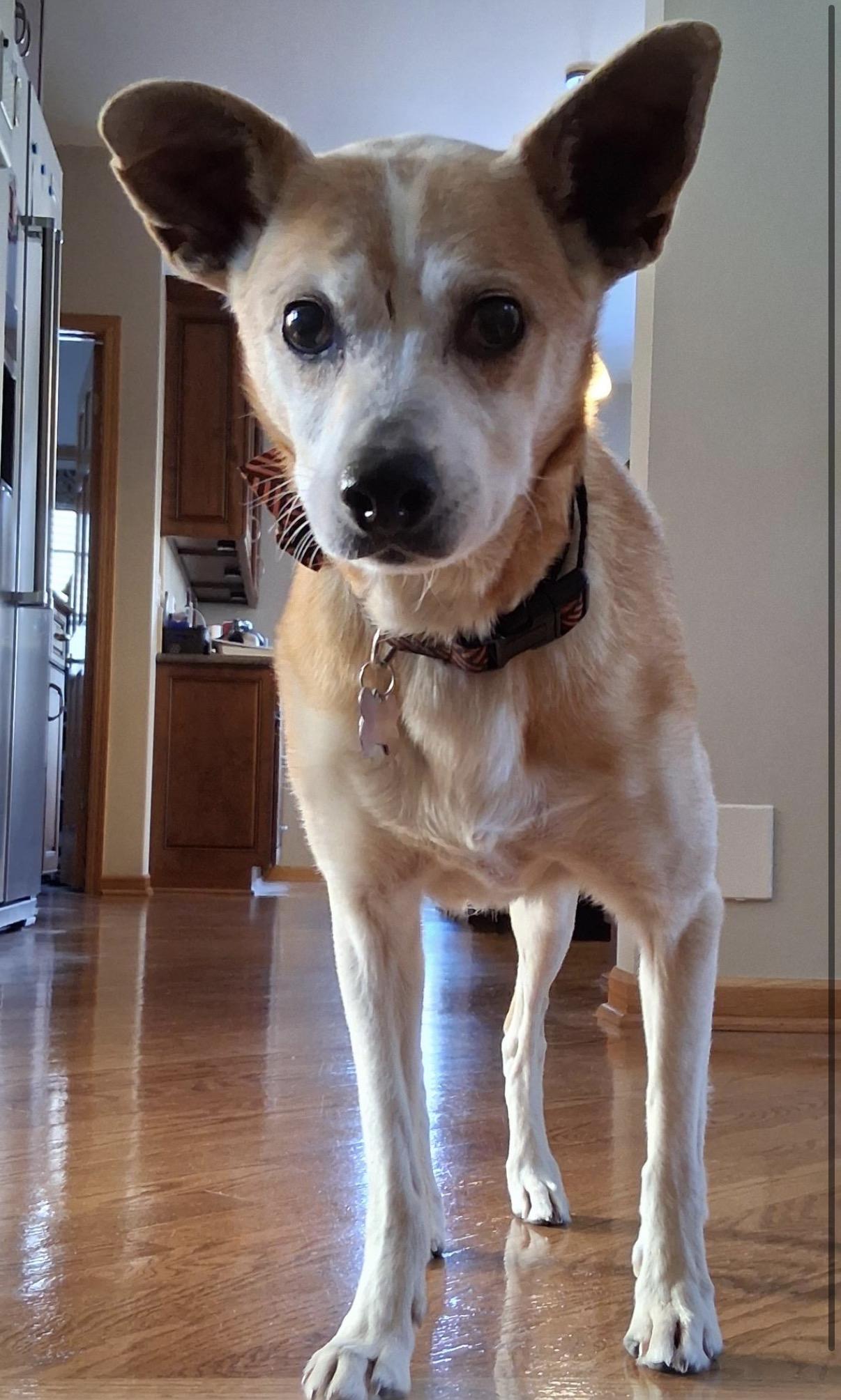 Snoopy, ADOPTABLE, Senior Male Terrier & Chihuahua.