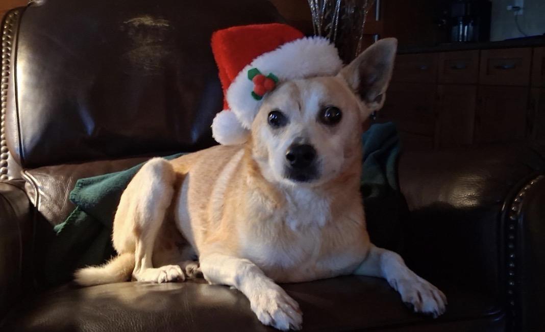 Snoopy, a ADOPTABLE mixed breed in Whitewater, WI image 4/4