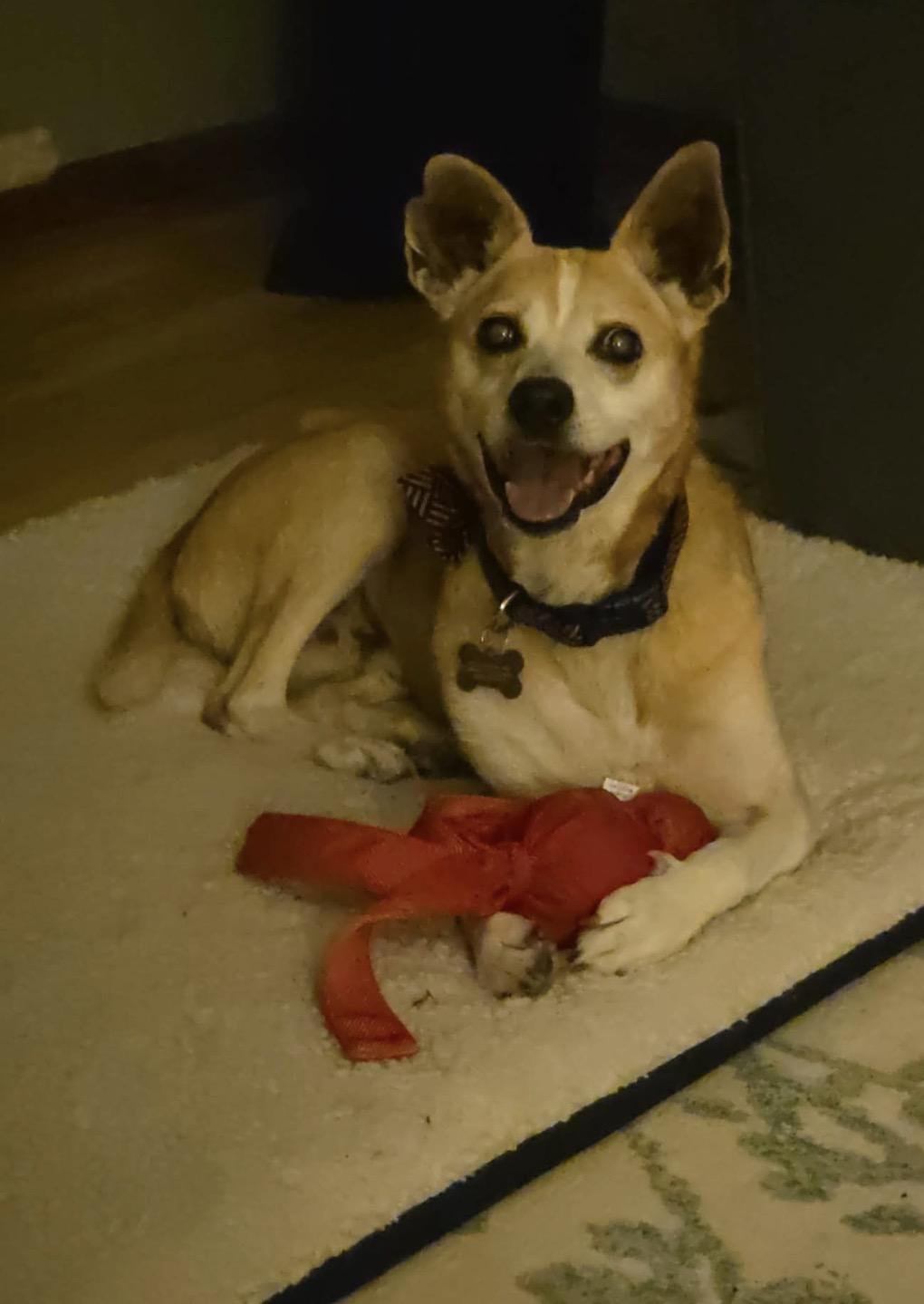 Snoopy, a ADOPTABLE mixed breed in Whitewater, WI image 2/4