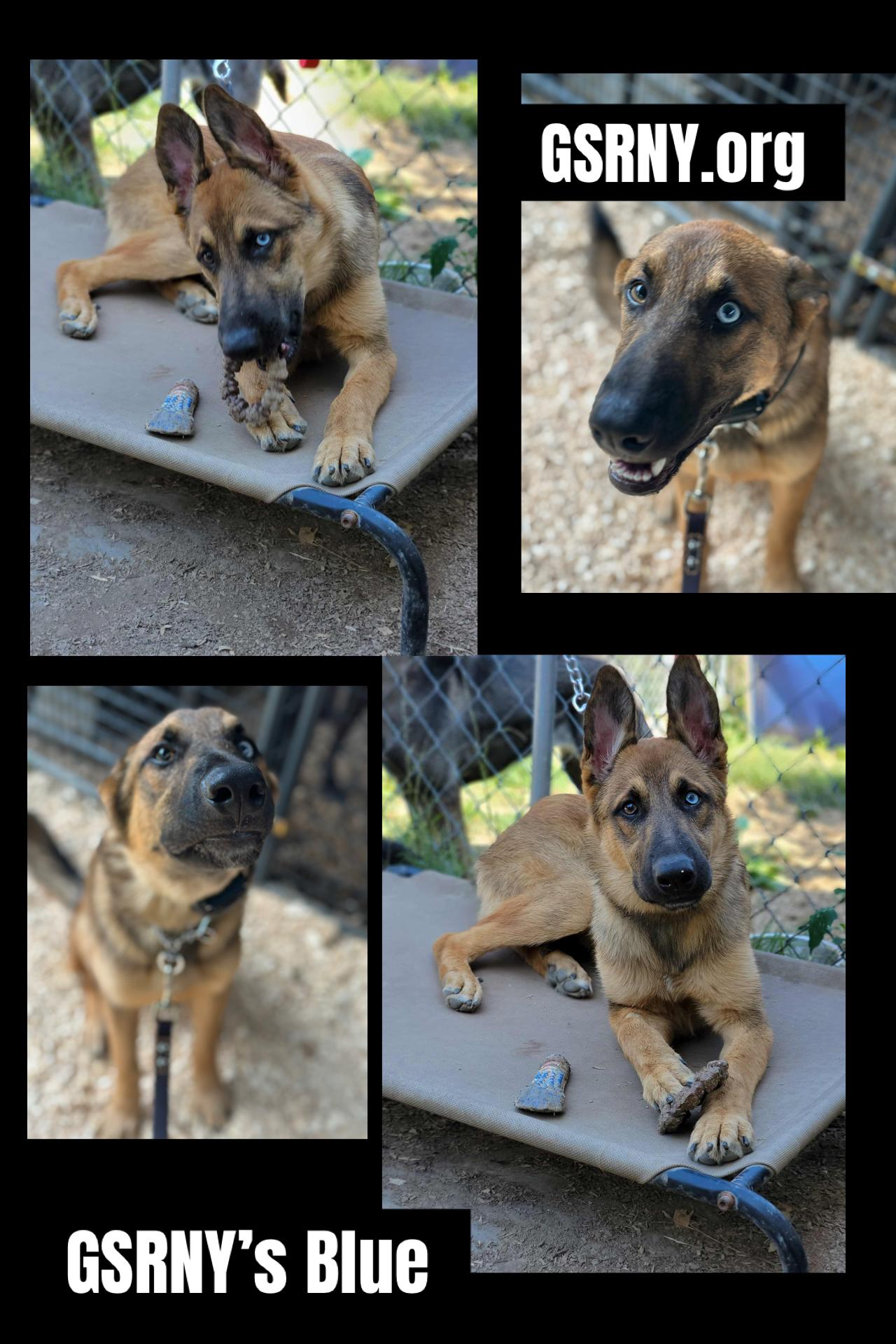 Blue, Adopted, Young Male German Shepherd Dog.