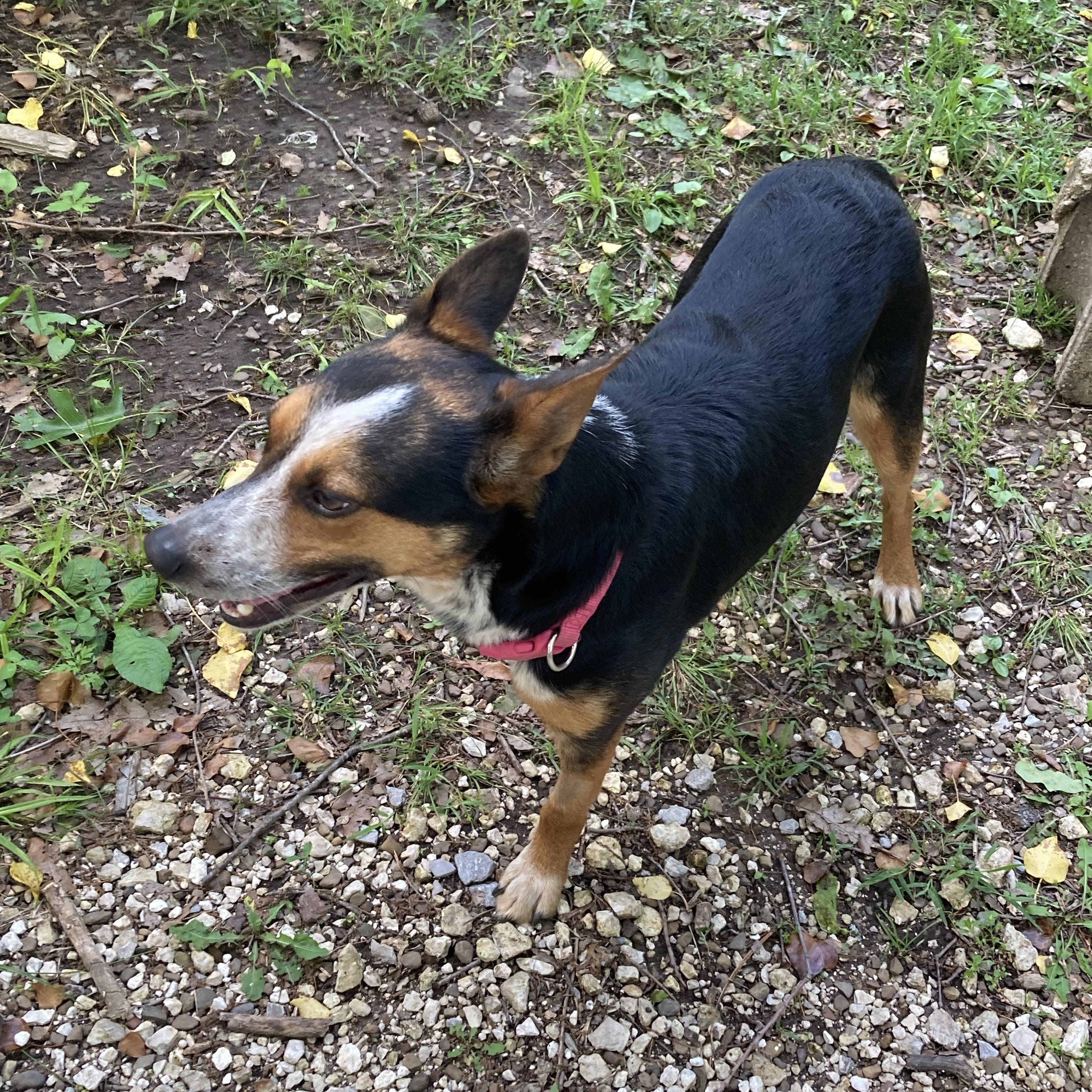 Koral, adopted, Young Female Australian Cattle Dog / Blue Heeler.