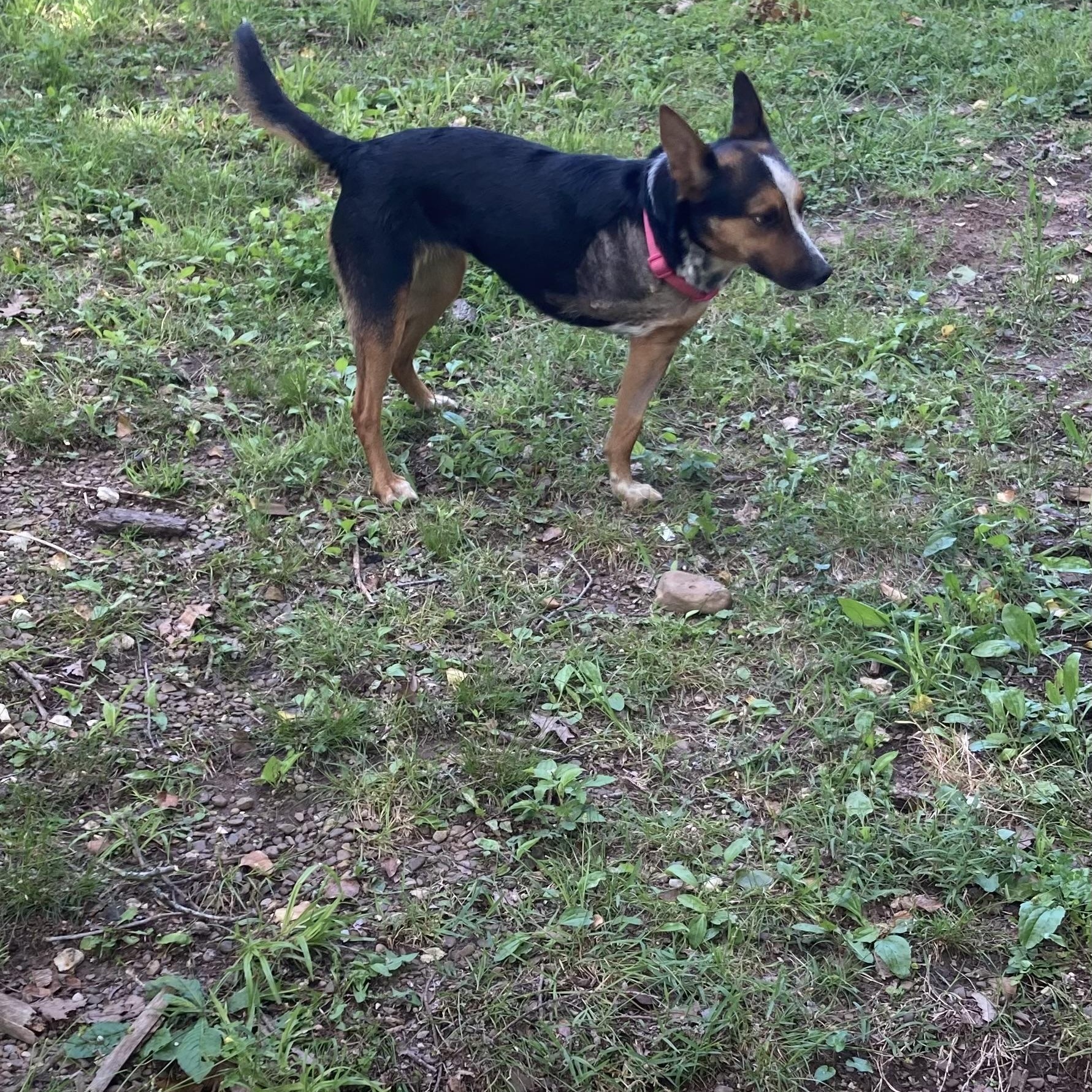 Koral, an adopted Australian Cattle Dog / Blue Heeler in Fayetteville, AR image 3/3