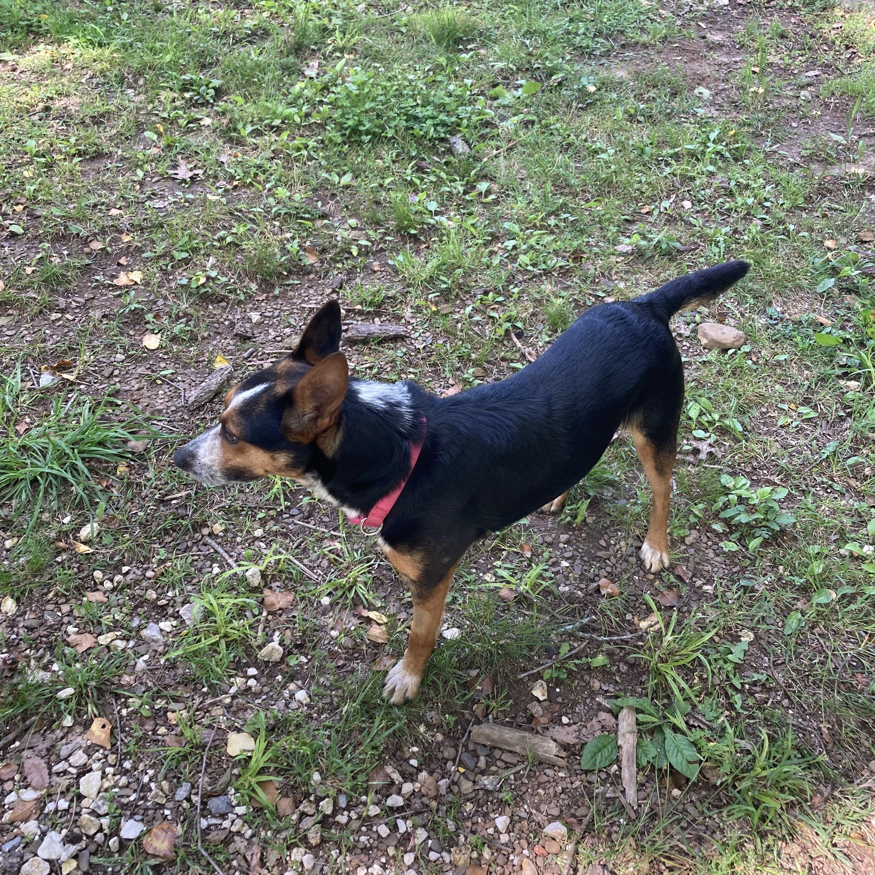 Koral, an adopted Australian Cattle Dog / Blue Heeler in Fayetteville, AR image 2/3