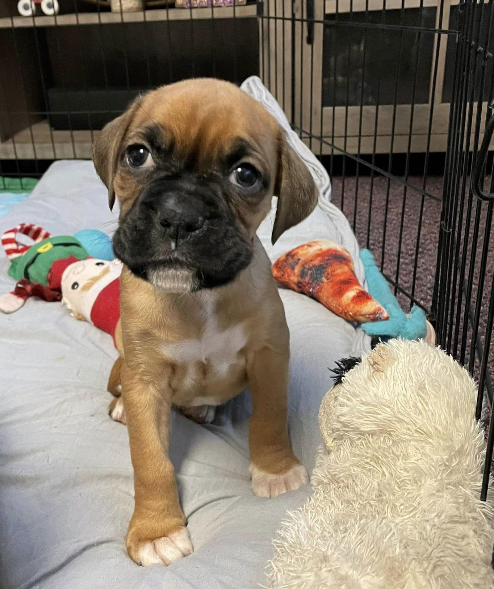 Enlarge Dainty, a Adopted Boxer in McMinnville, OR image 3/3