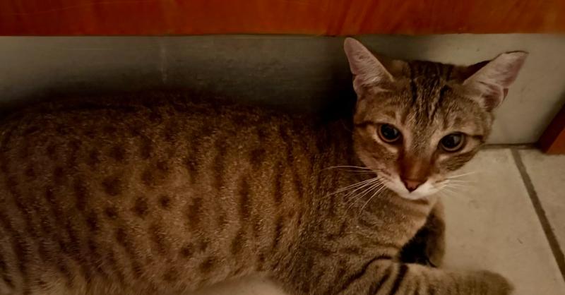 Gibbs, Adoptable, Young Female Domestic Short Hair.