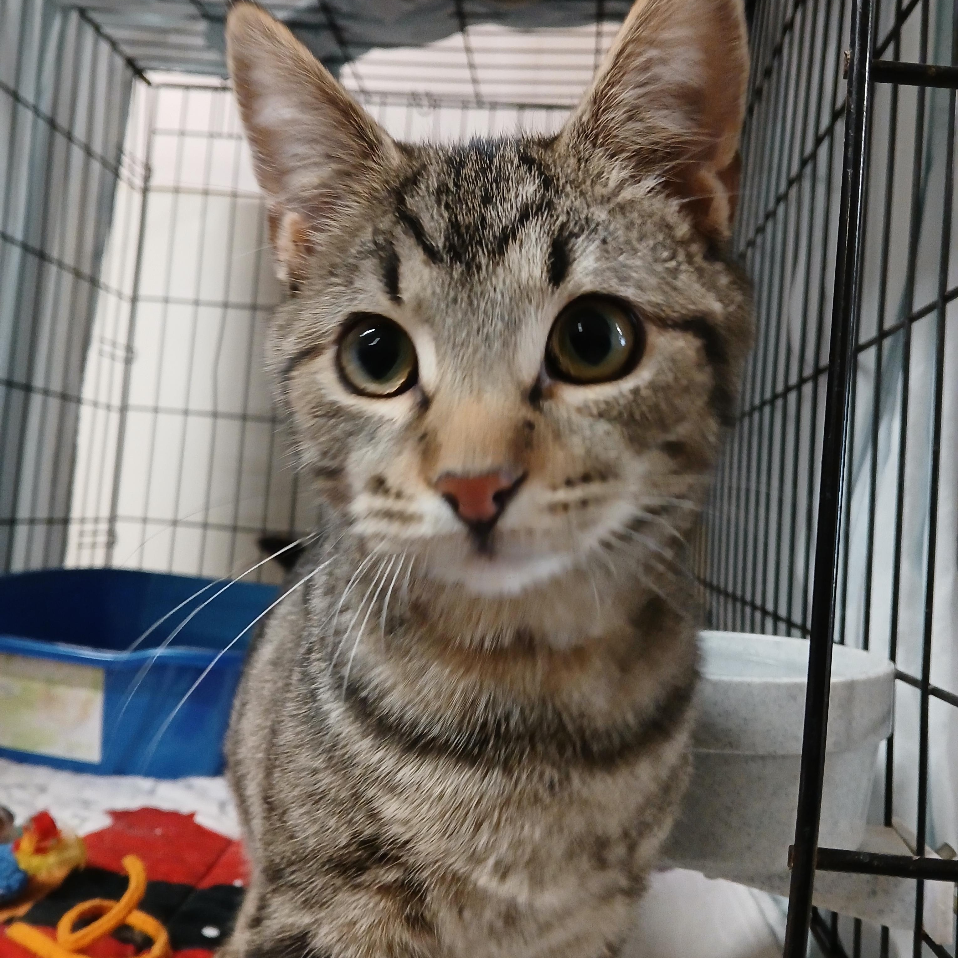 Willow, an adopted mixed breed in Germansville, PA image 3/3