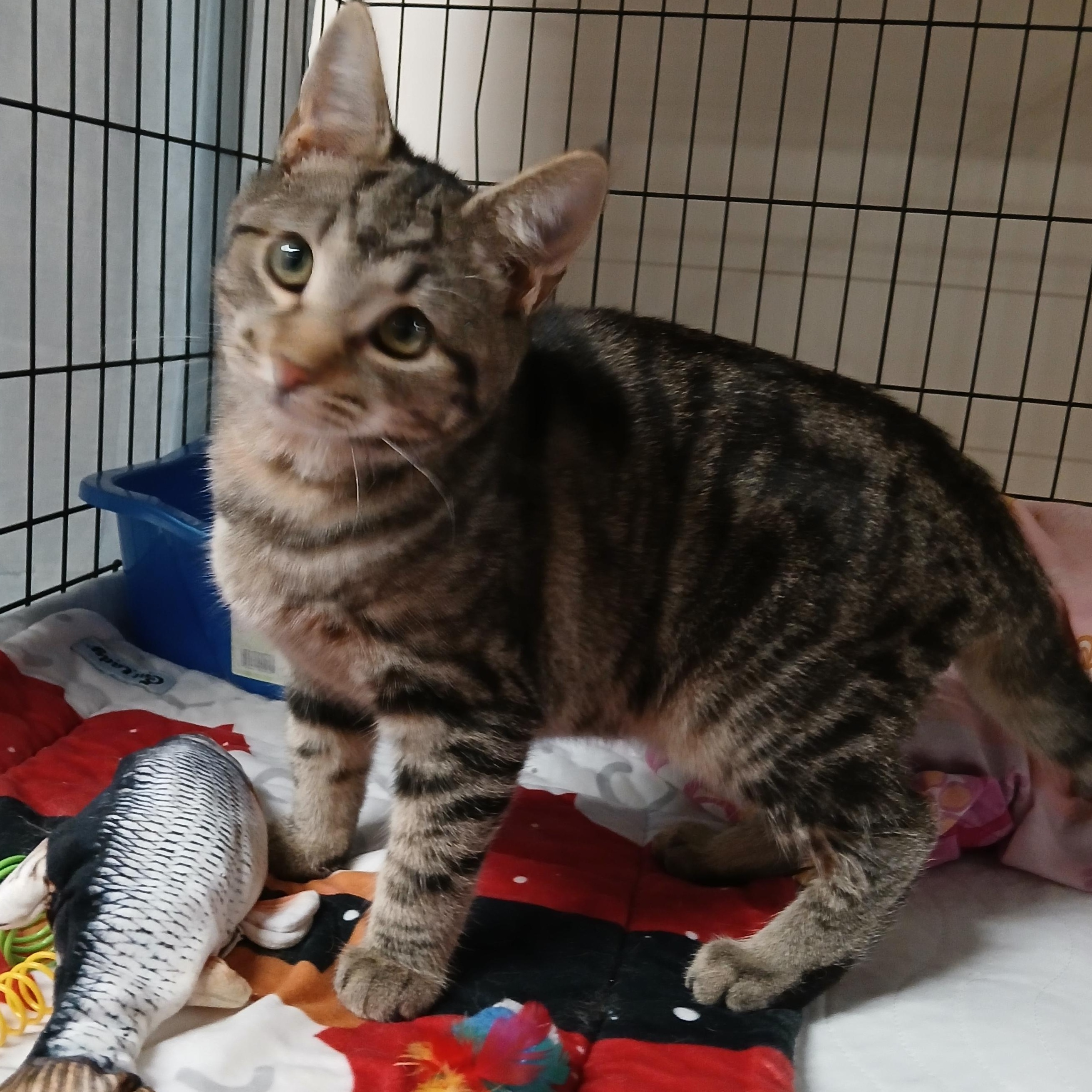 Willow, an adopted mixed breed in Germansville, PA image 2/3