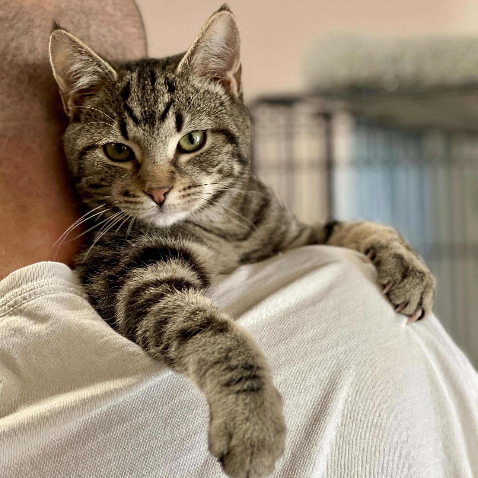 Willow, adopted, Young Male Domestic Short Hair & Tabby.