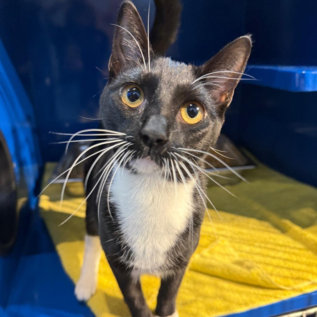 Obsidian, Adoptable, Young Female Domestic Short Hair.