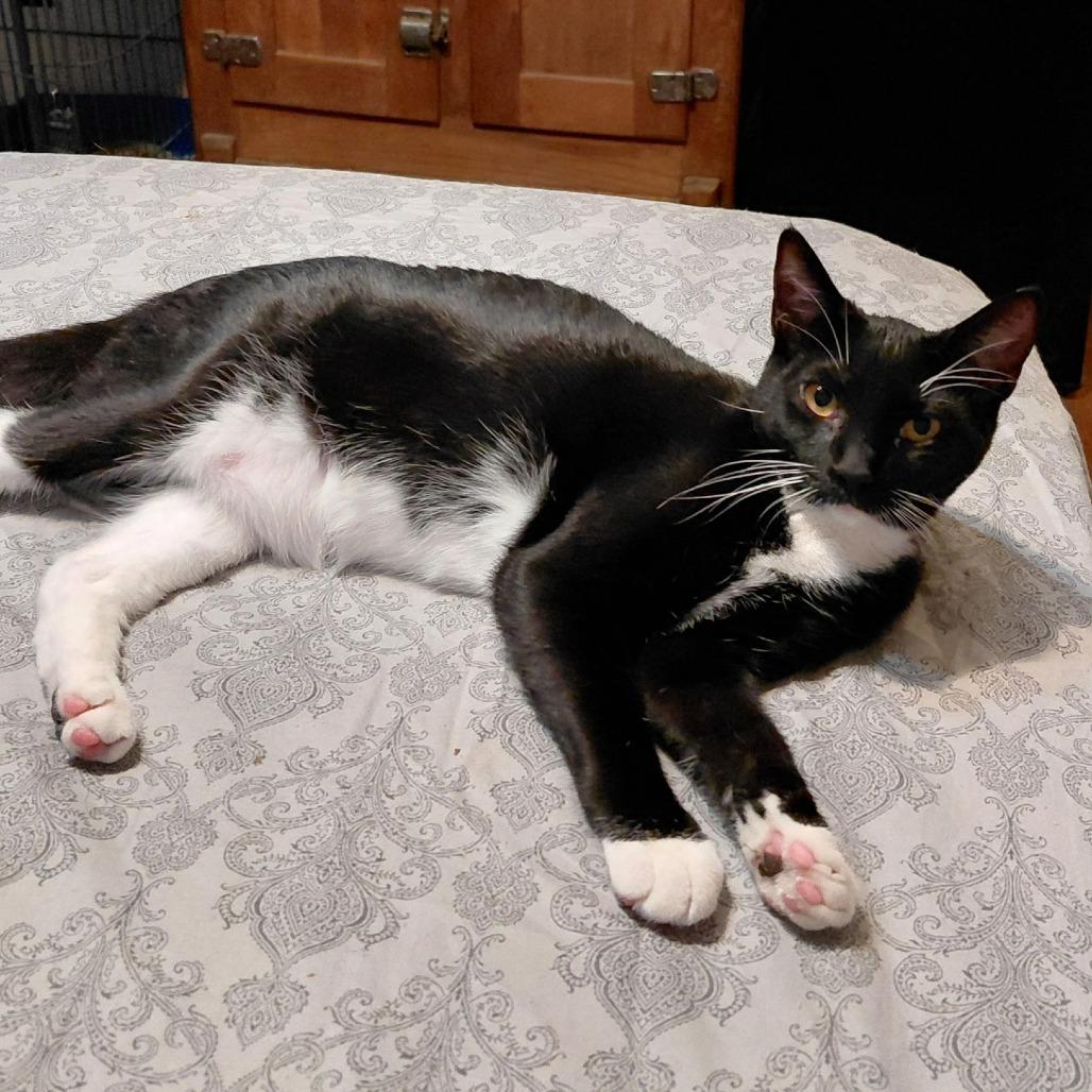 Obsidian, Adoptable, Young Female Domestic Short Hair.