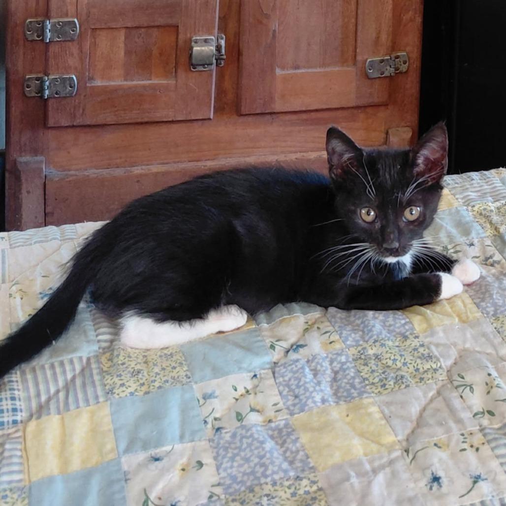 Obsidian, a Adoptable Domestic Short Hair in Incline Village, NV image 2/5