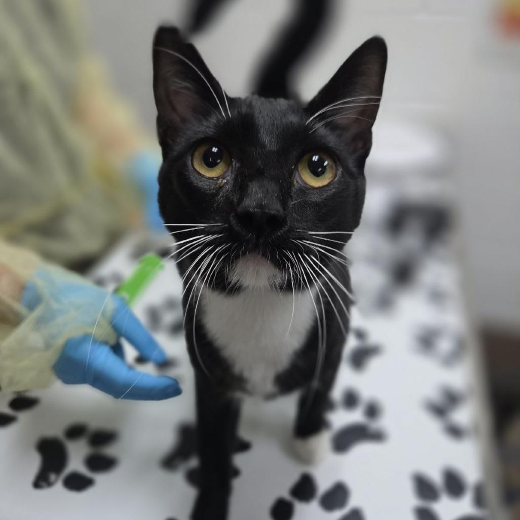 Obsidian, a Adoptable Domestic Short Hair in Incline Village, NV image 3/5