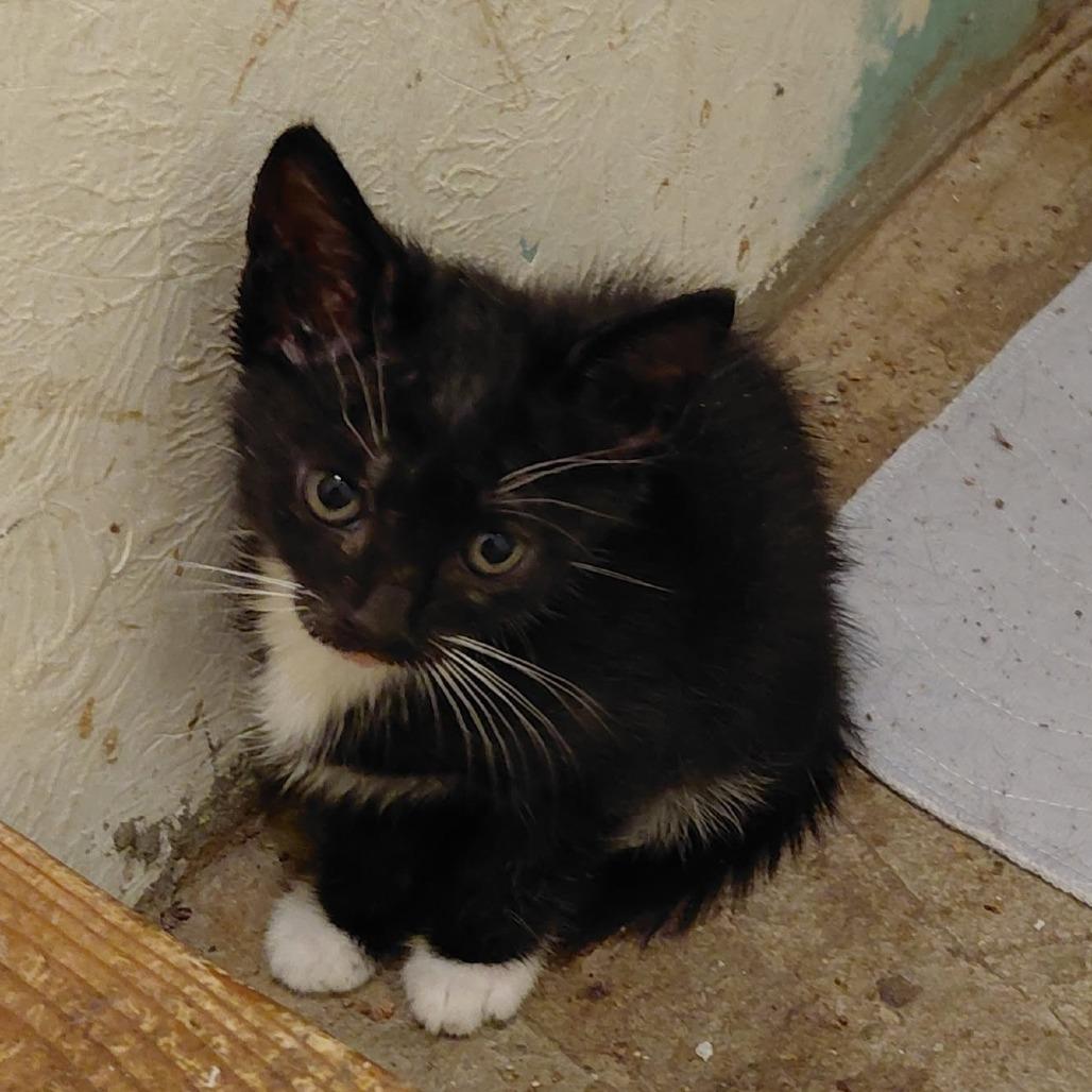 Obsidian, a Adoptable Domestic Short Hair in Incline Village, NV image 4/5