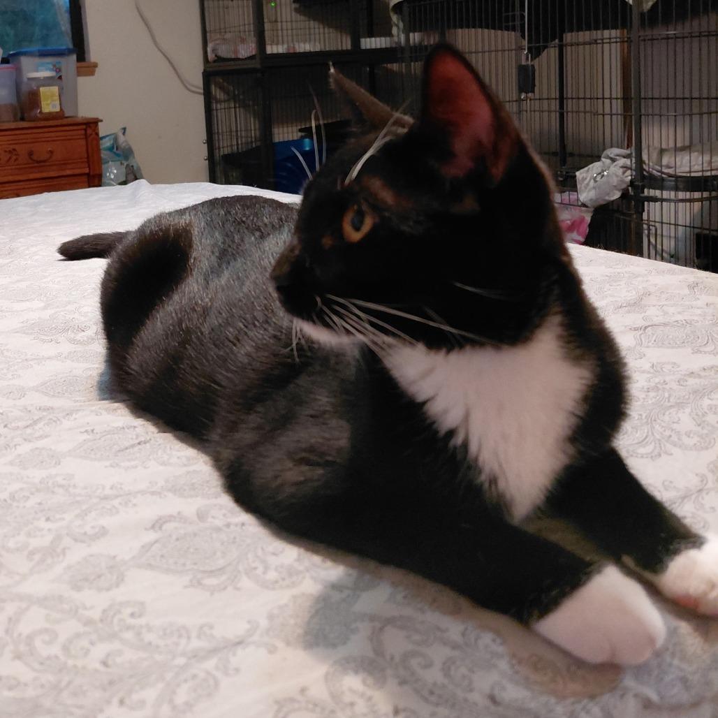 Obsidian, a Adoptable Domestic Short Hair in Incline Village, NV image 5/5
