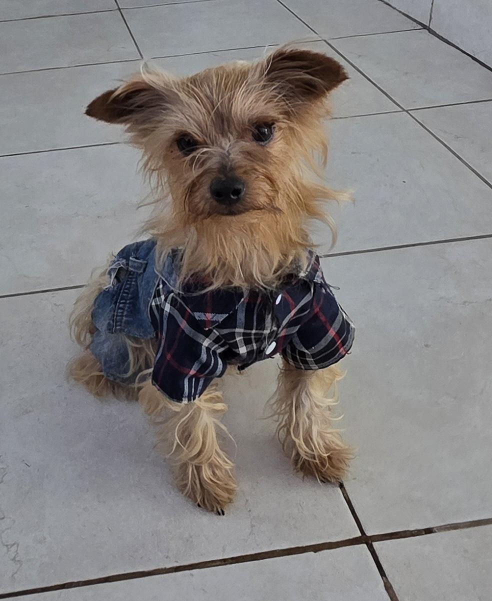 Johnny, a ADOPTABLE Yorkshire Terrier in Fallbrook, CA image 6/6